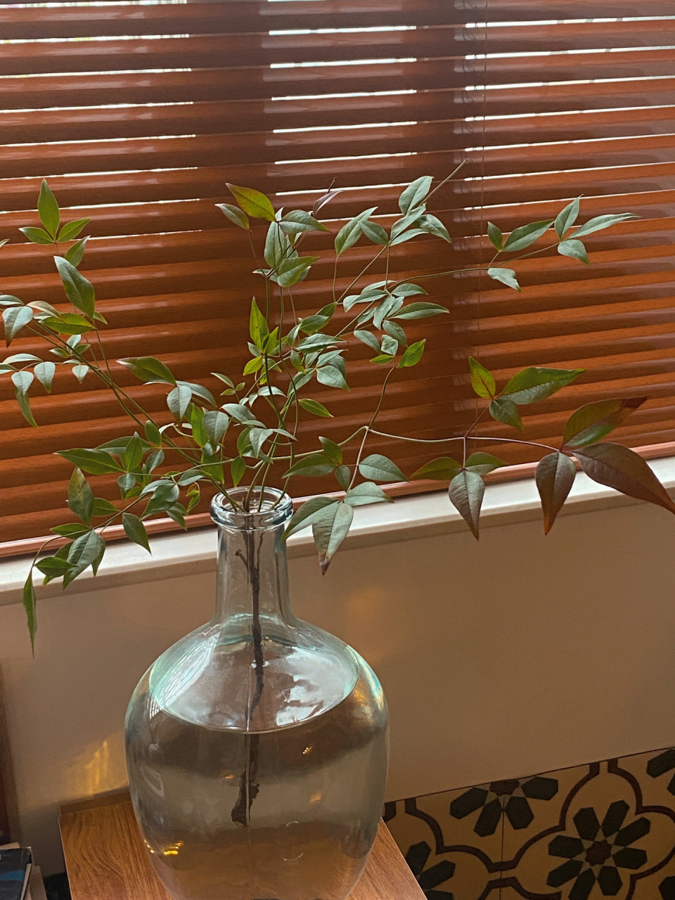 97适合养在背阴处的植物|全屋绿植合集00 嗨冬天快乐!