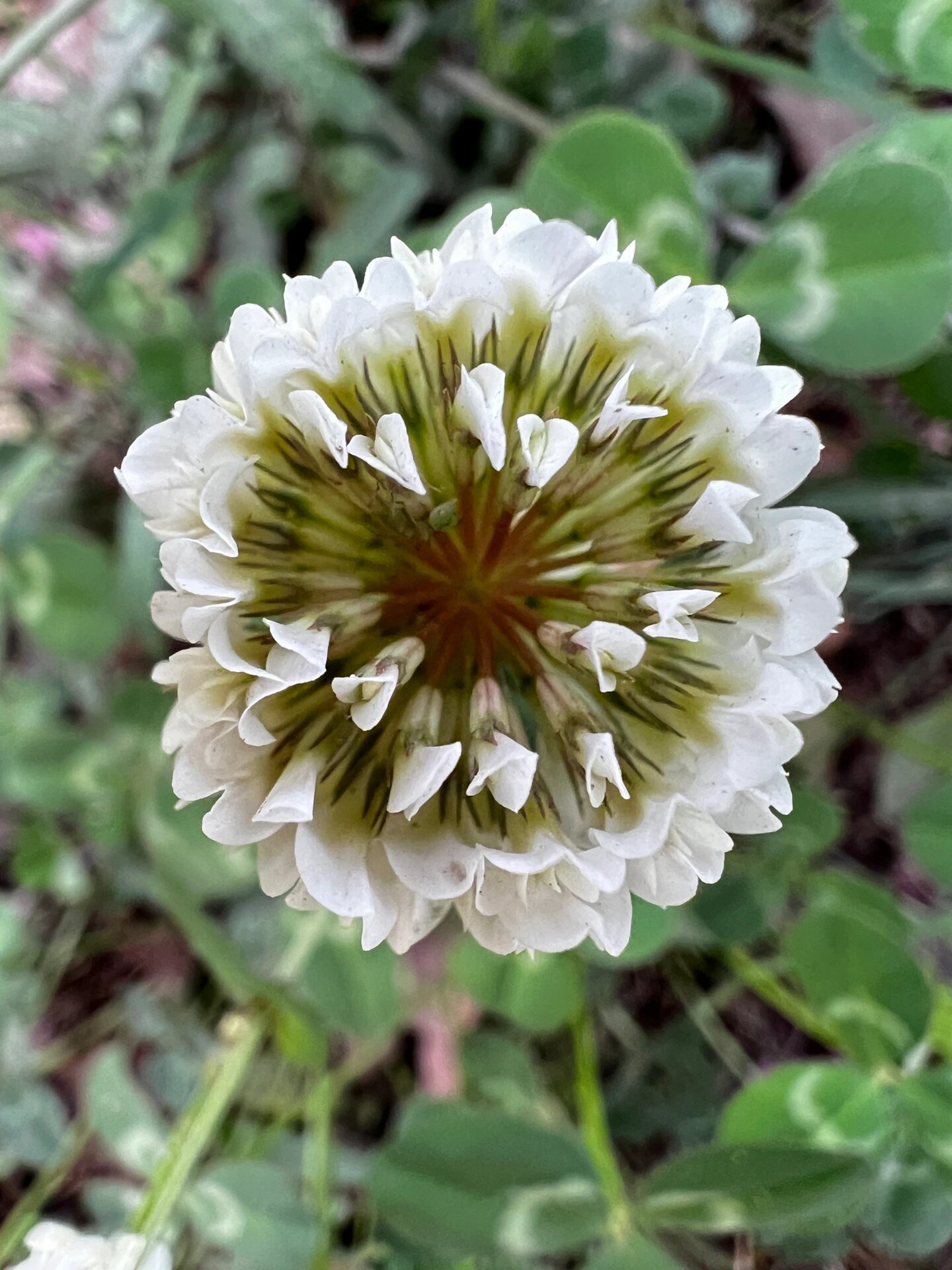 白花三叶草花语复仇图片