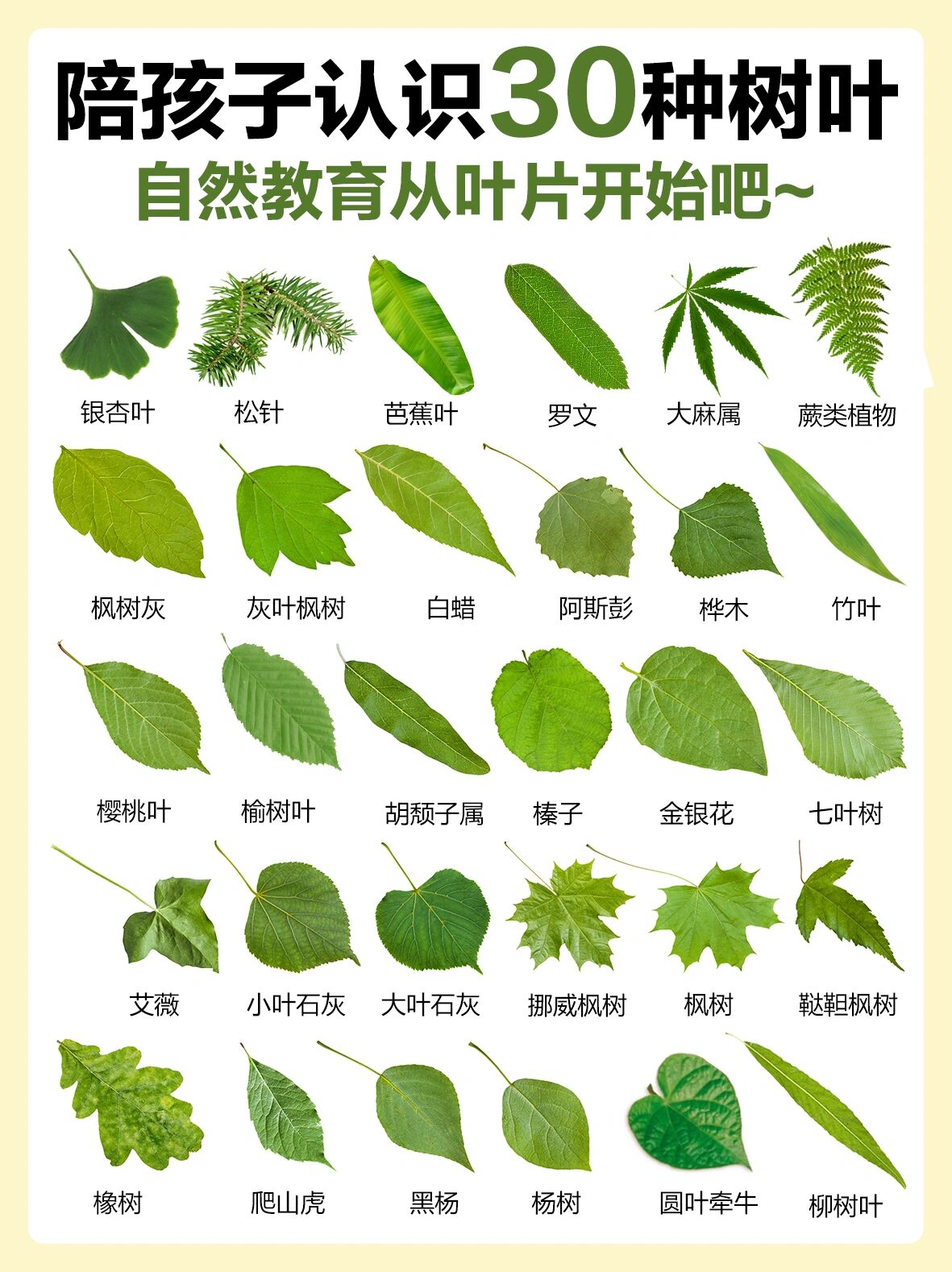 自然教育|带孩子走进大自然认识叶子的样子
