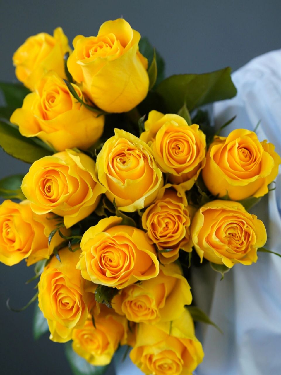 黄玫瑰的花语是幸运,一般是用来象征友情的,黄玫瑰可以送给朋友,尤其