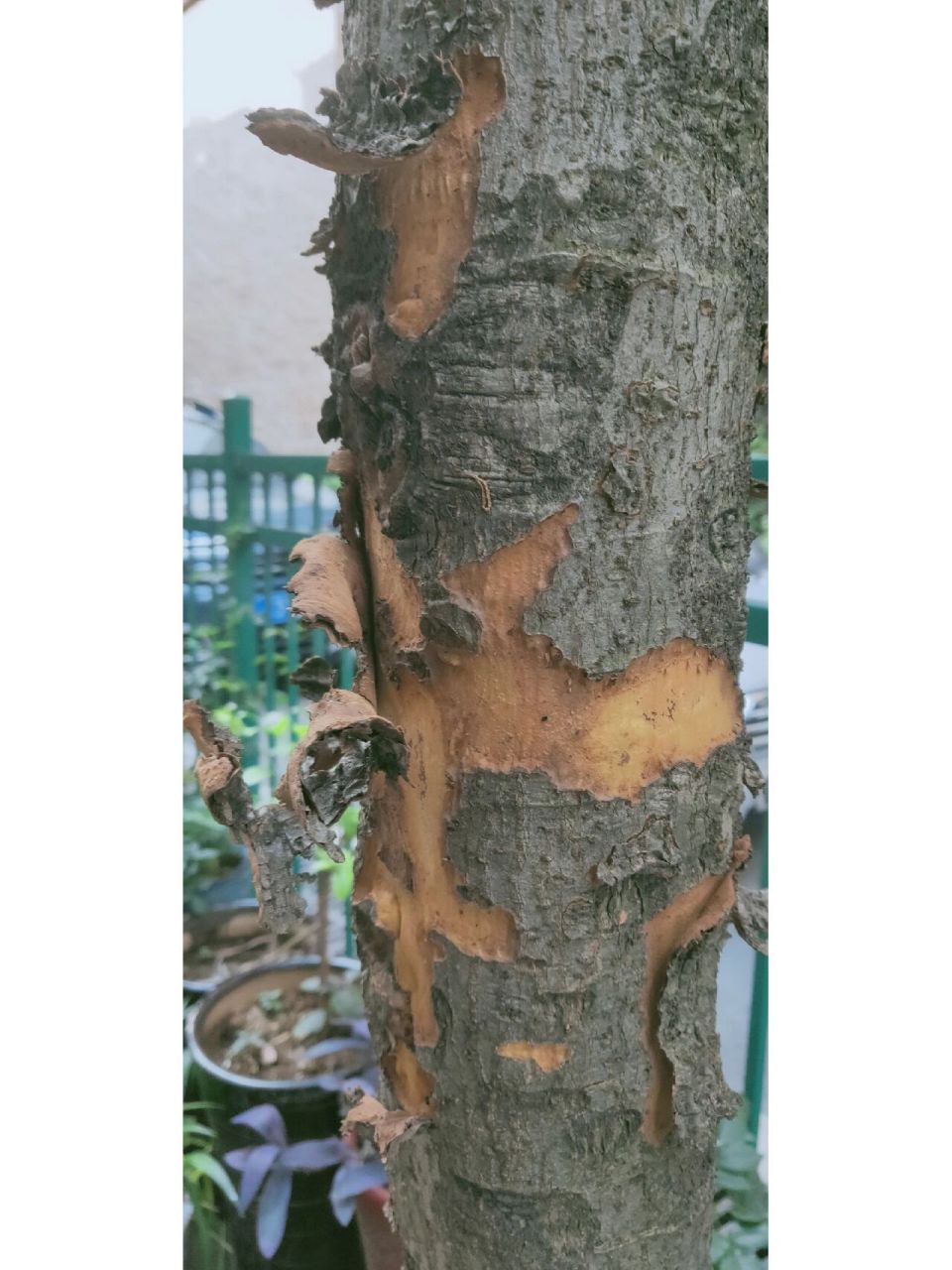 我们家的枇杷树为何脱皮了?