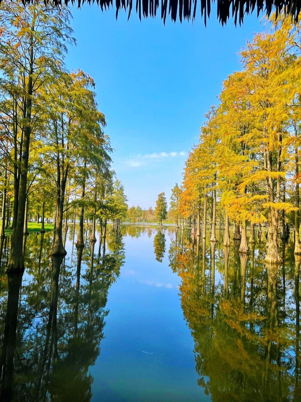 上海青西郊野公园,一个层林尽染的水上森林 地址:青浦区金泽镇紫莲路