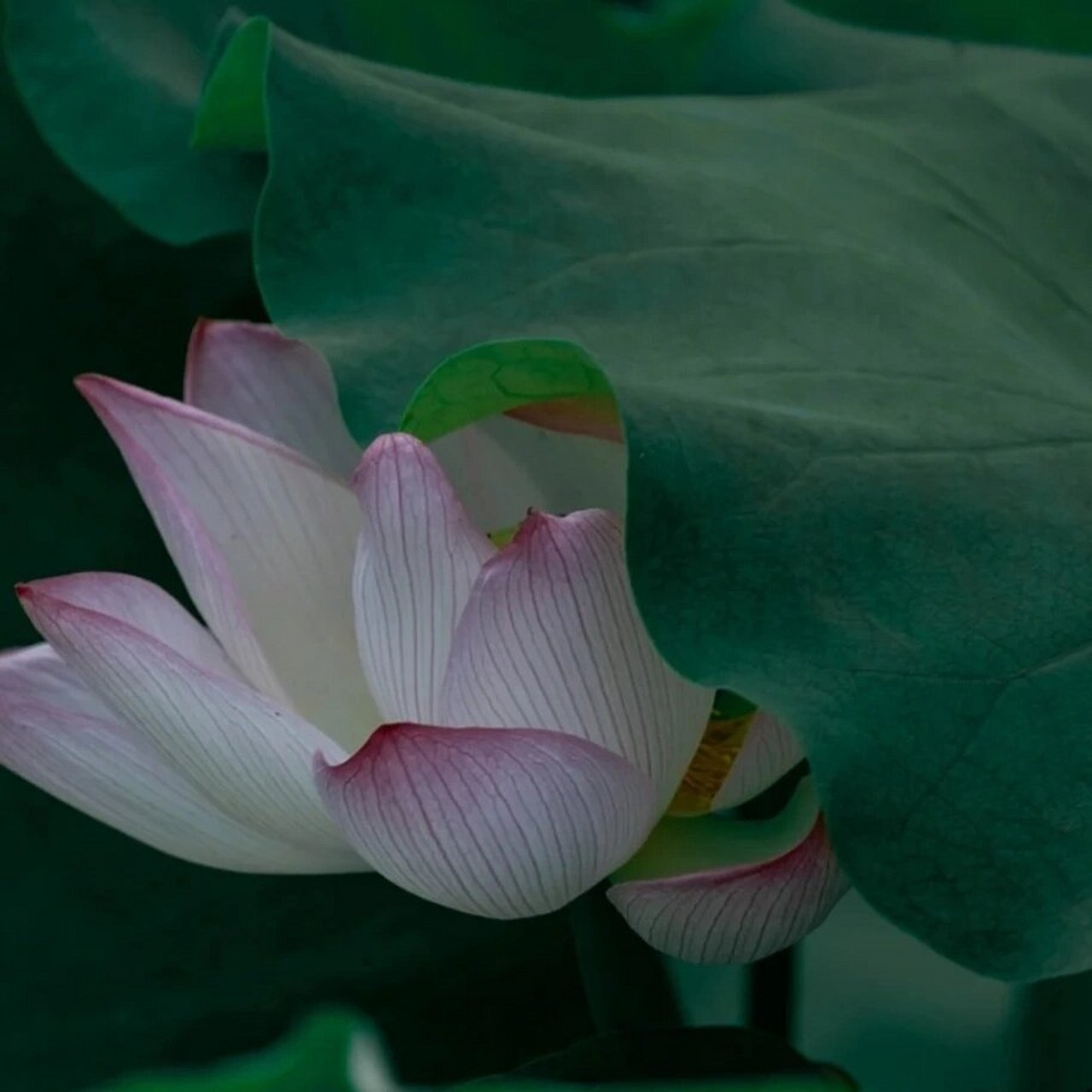 荷花头像来啦 夏天的风带着荷花翩翩起舞.