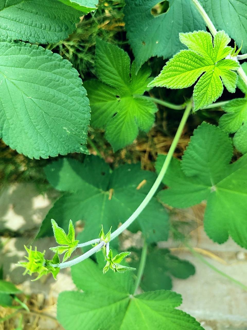 农村常见植物,拉拉秧,学名葎草