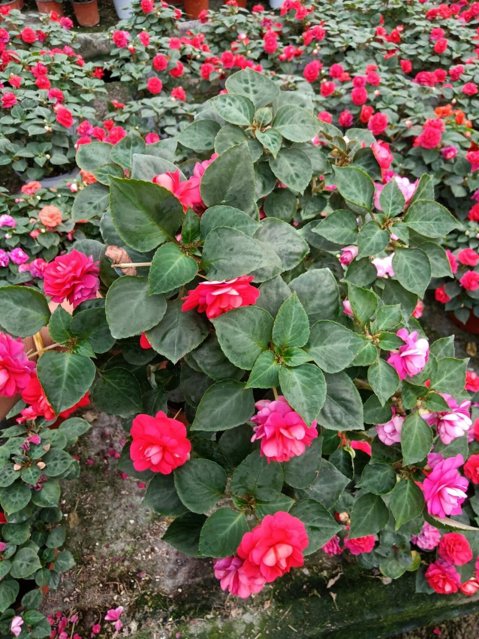 重瓣非洲凤仙花期多久图片