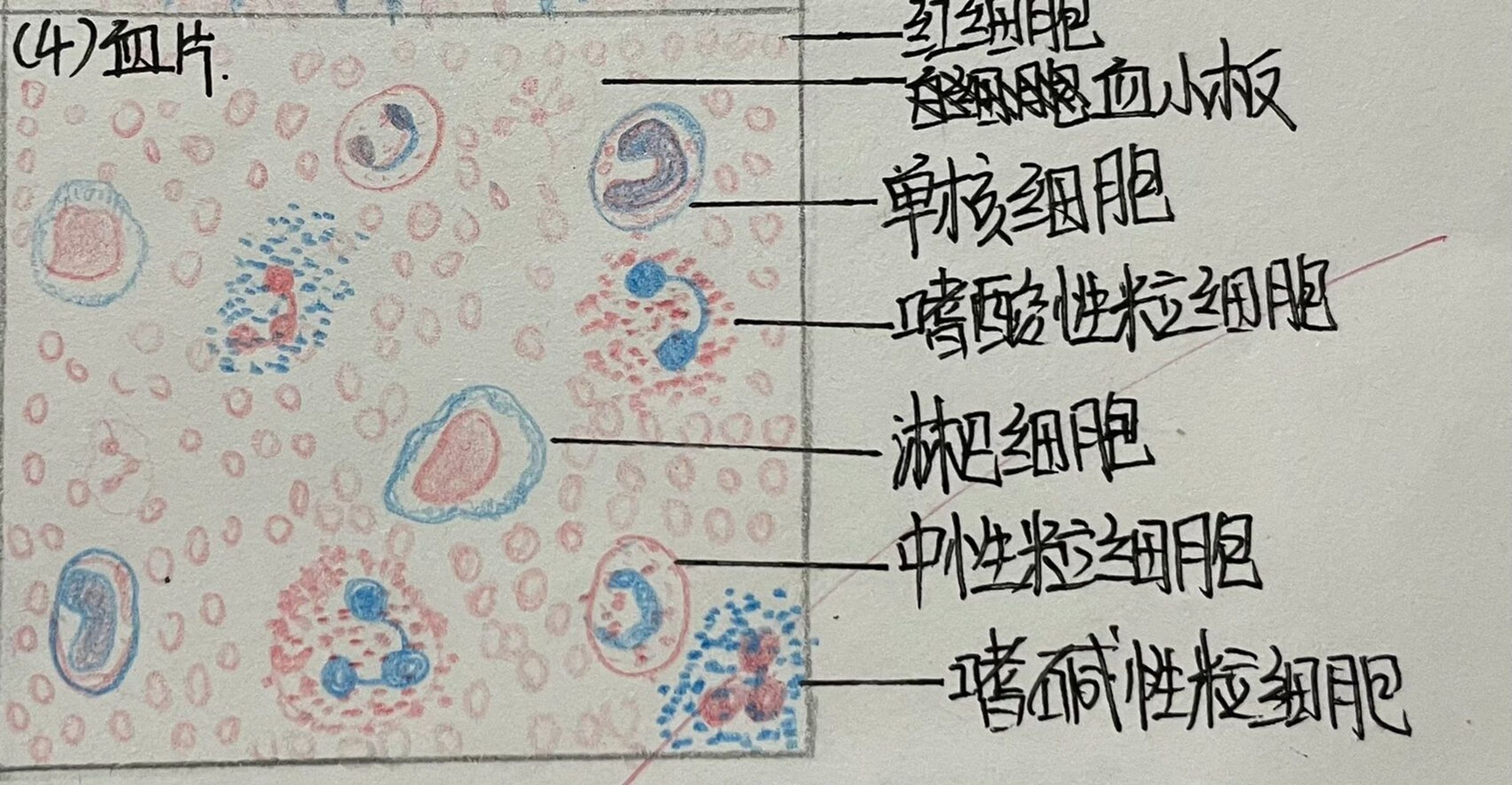 结缔组织红蓝铅笔绘图