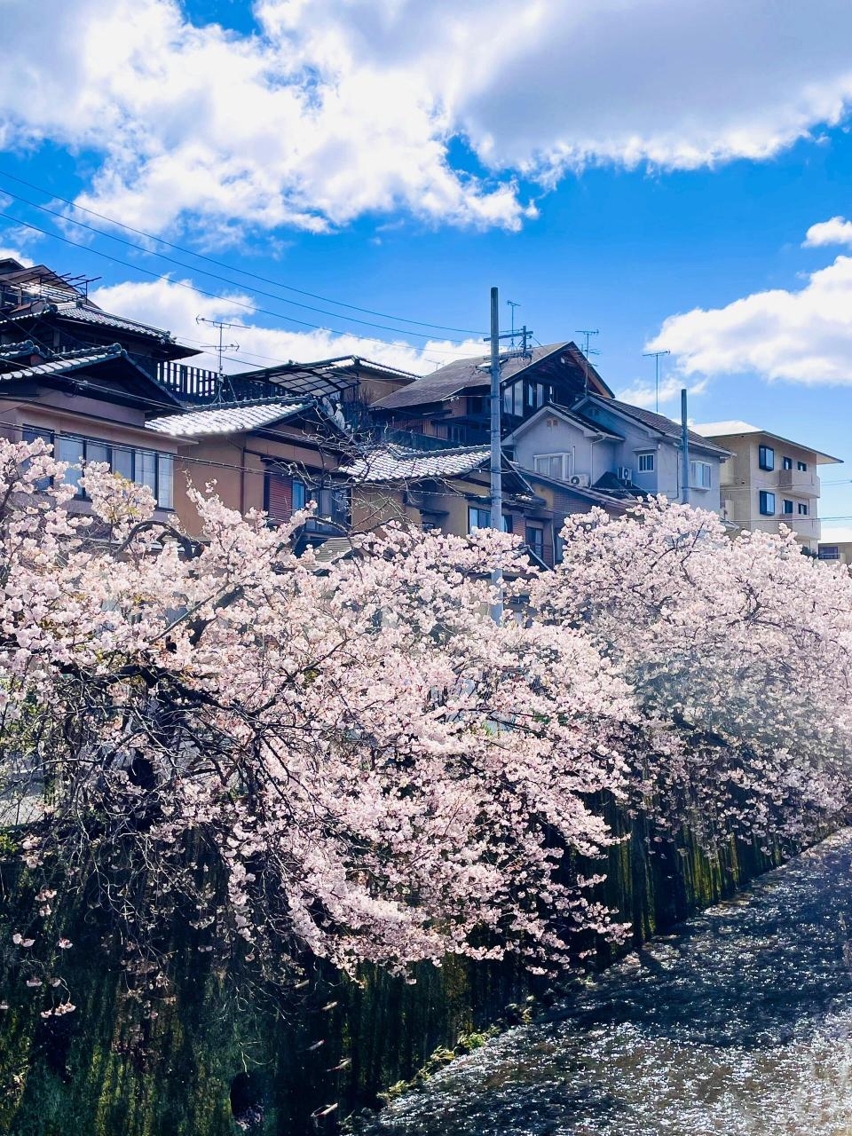 在日本99请你看一场春天的垂枝樱!