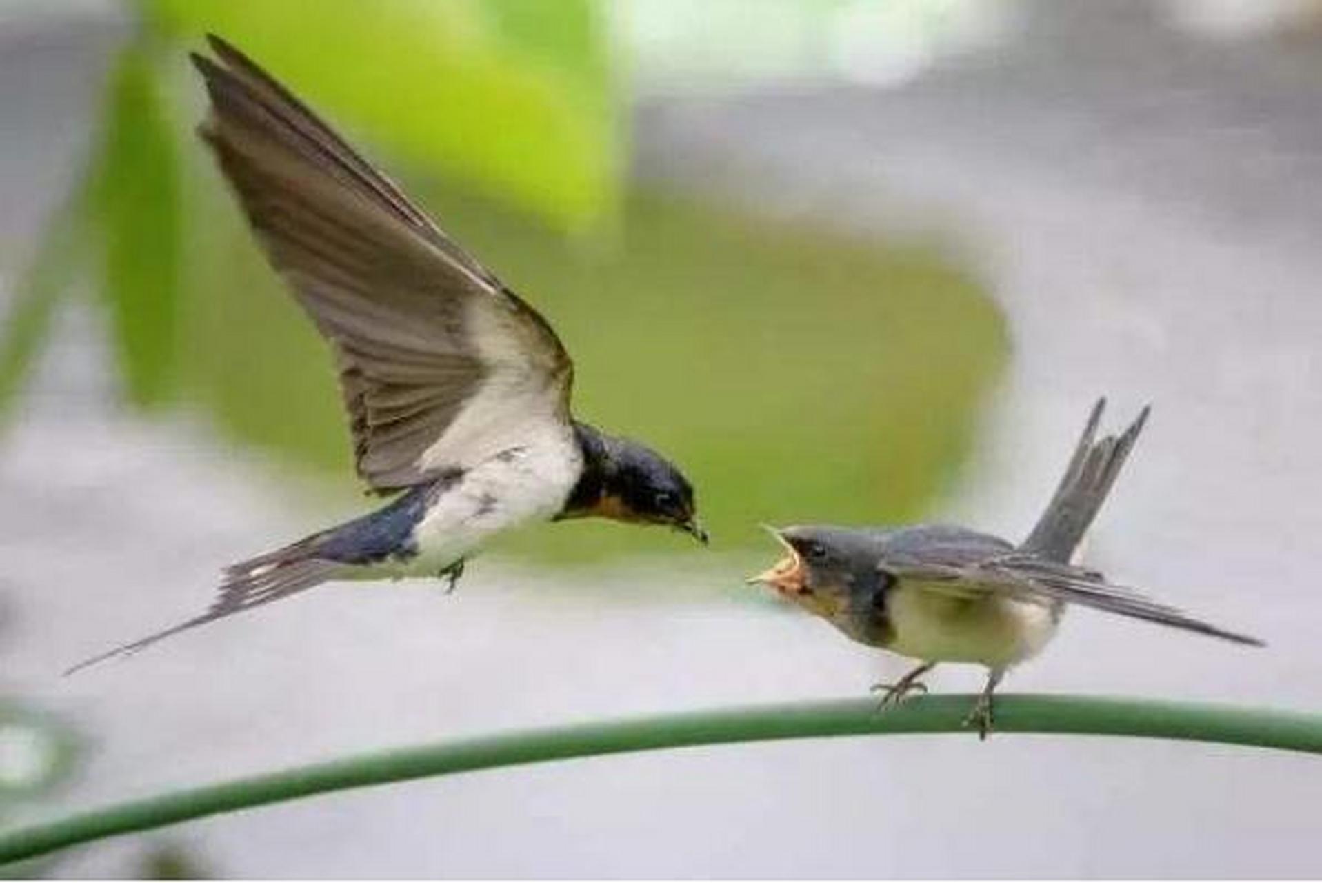 《迎燕》 葛天民 〔宋代〕 咫尺春三月, 寻常百姓家.