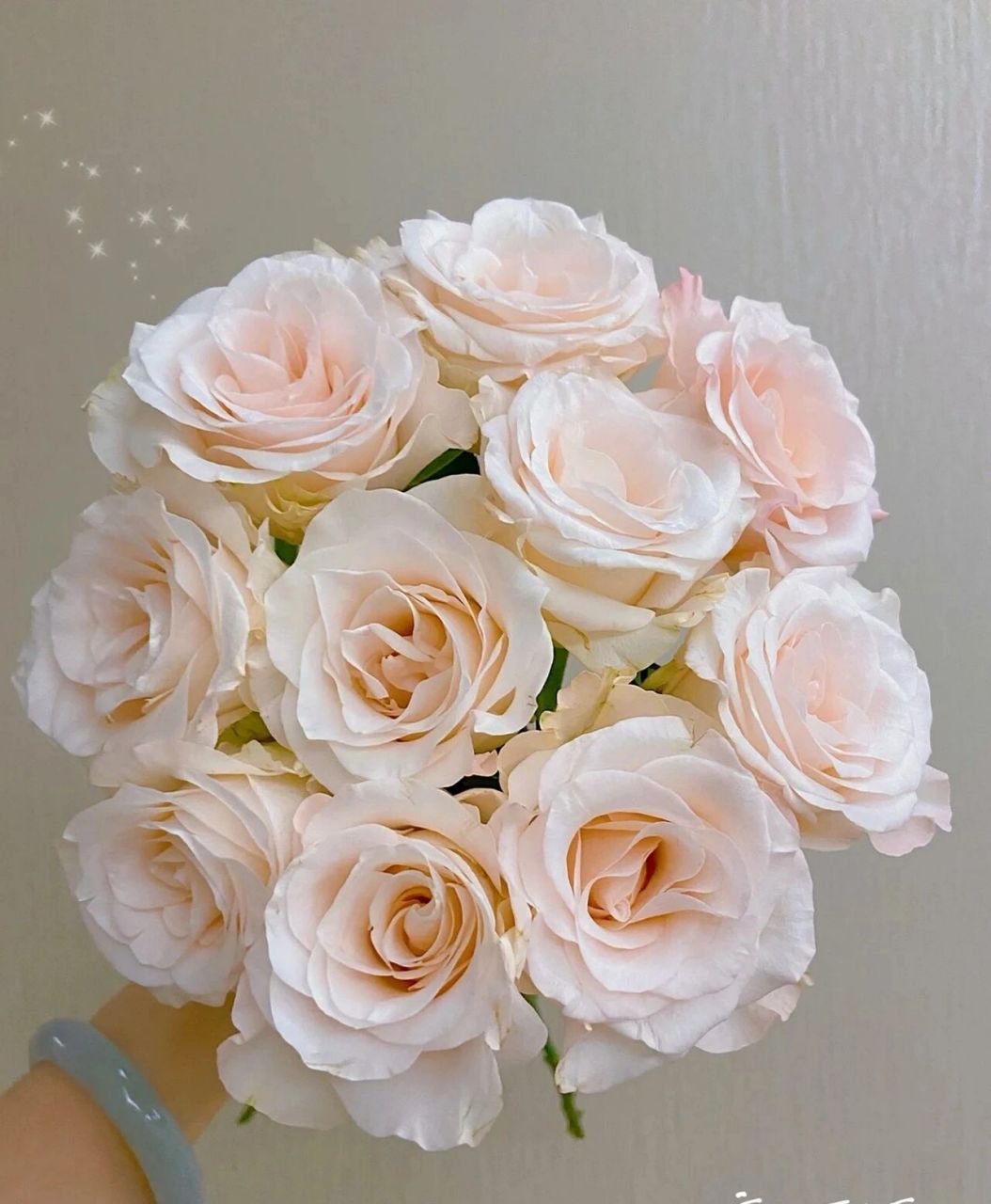 每天认识一种花--辛西娅玫瑰 辛西娅玫瑰 高颜值自带珠光感的玫瑰,无