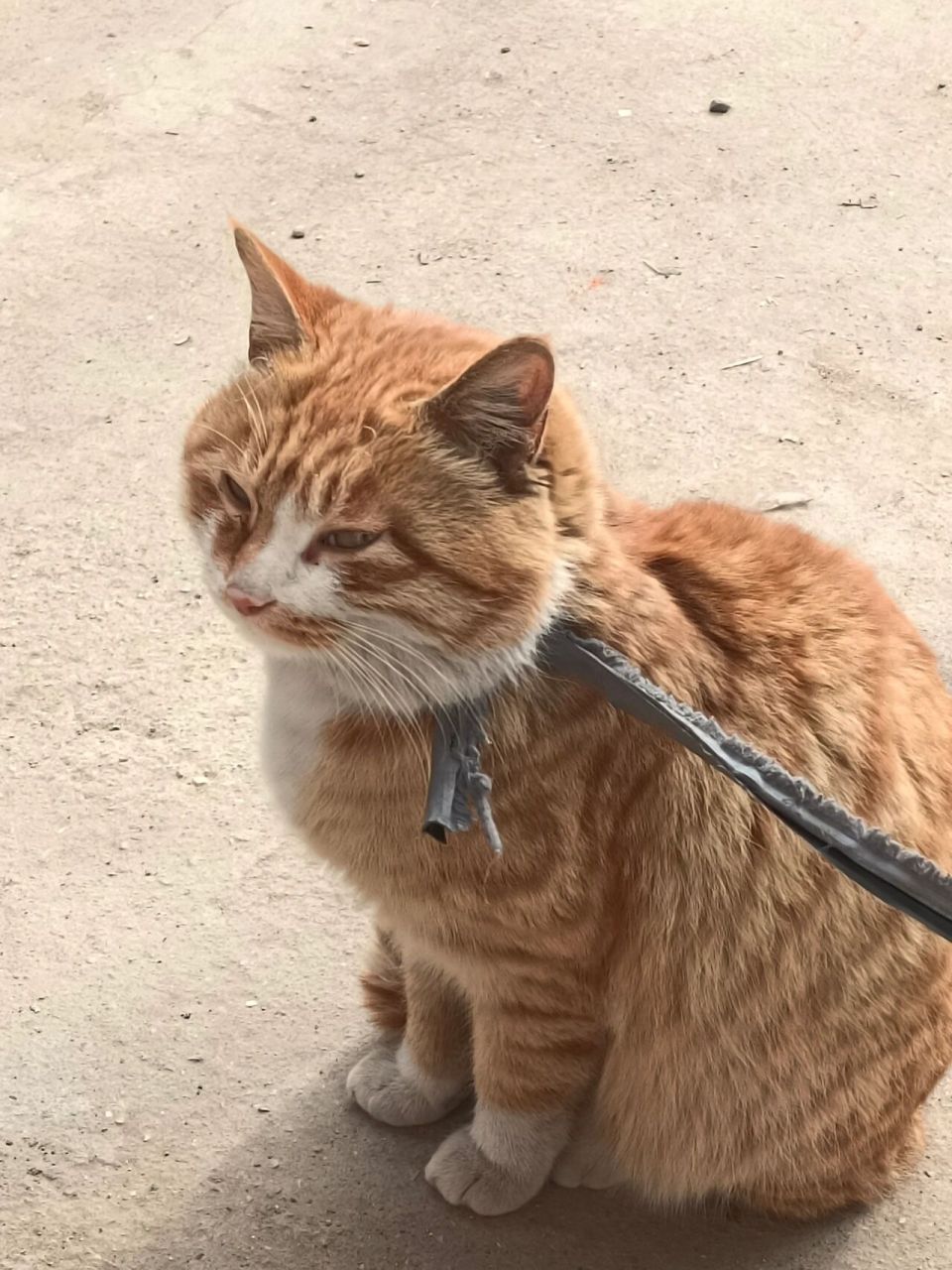 过年被拴着的猫都有一身本事