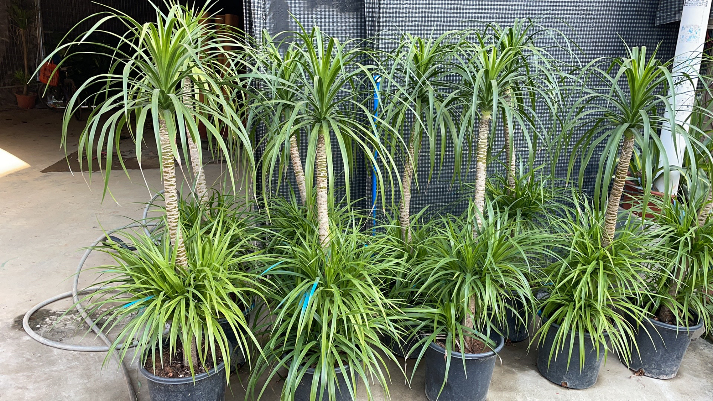 龙须树怎么样 龙须树68号品种,太空铁,货美价优