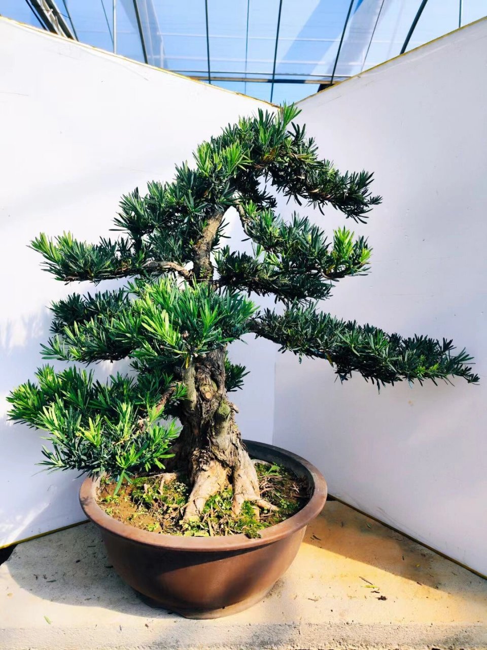 罗汉松盆景 长头发罗汉松们