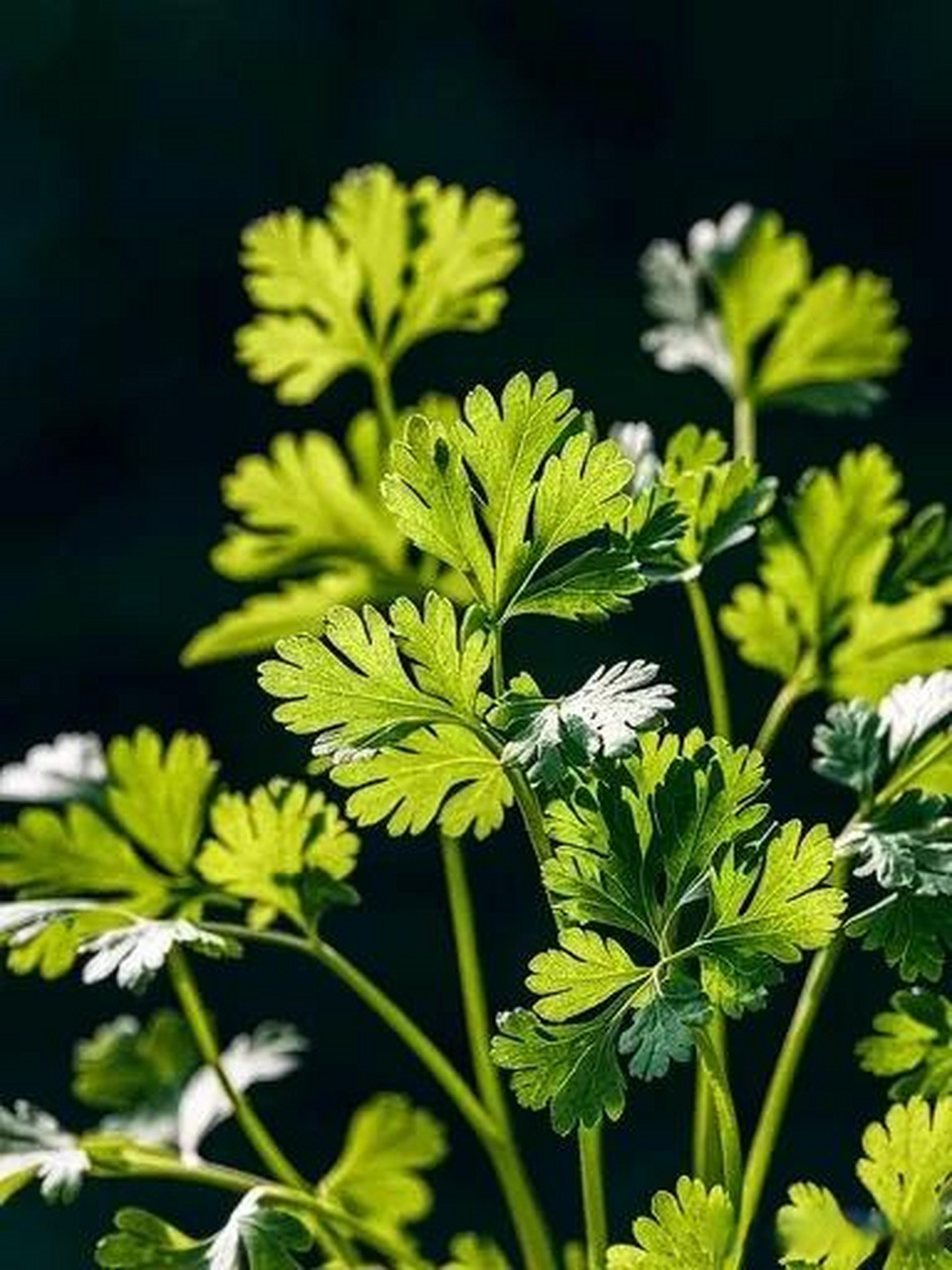 香菜 你们家香菜又叫啥啊香菜在我们这儿叫芫荽.