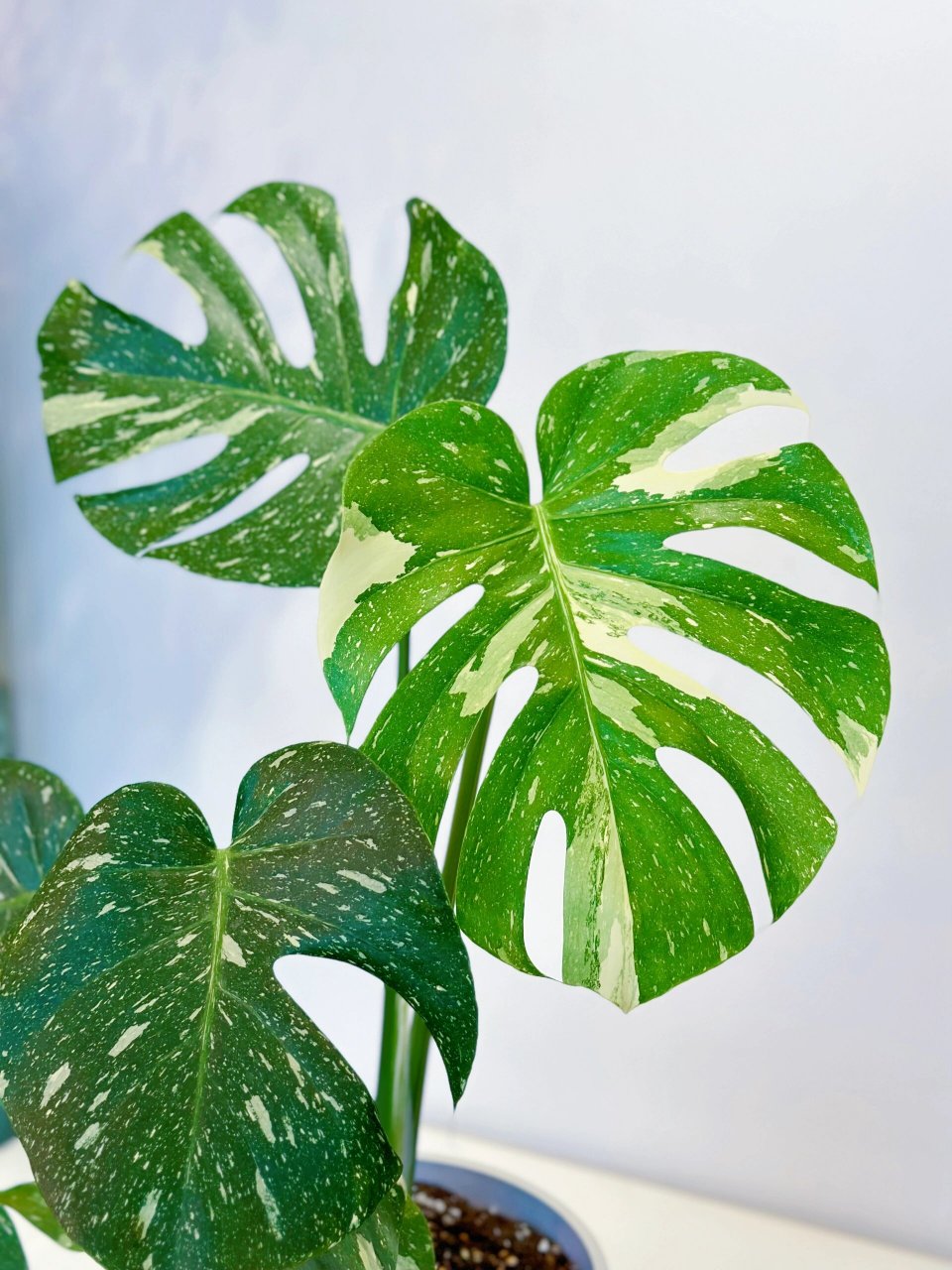 洒金龟背竹 洒金龟背竹" ​龟背竹是特别有花德的,龟背竹最初的叶片