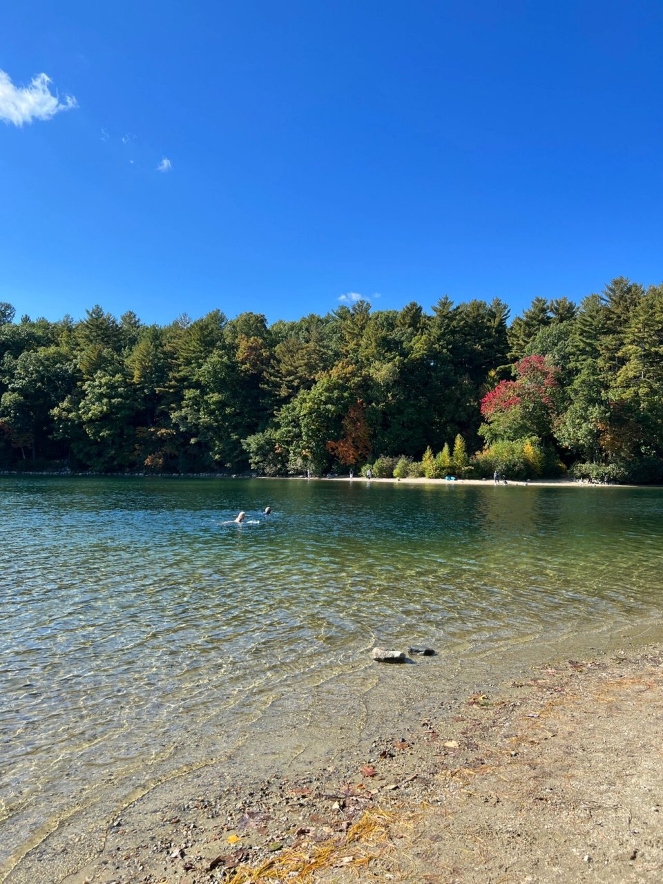 walden pond瓦尔登湖赏秋 这个周末也快是瓦尔登湖枫叶peak了 周末人