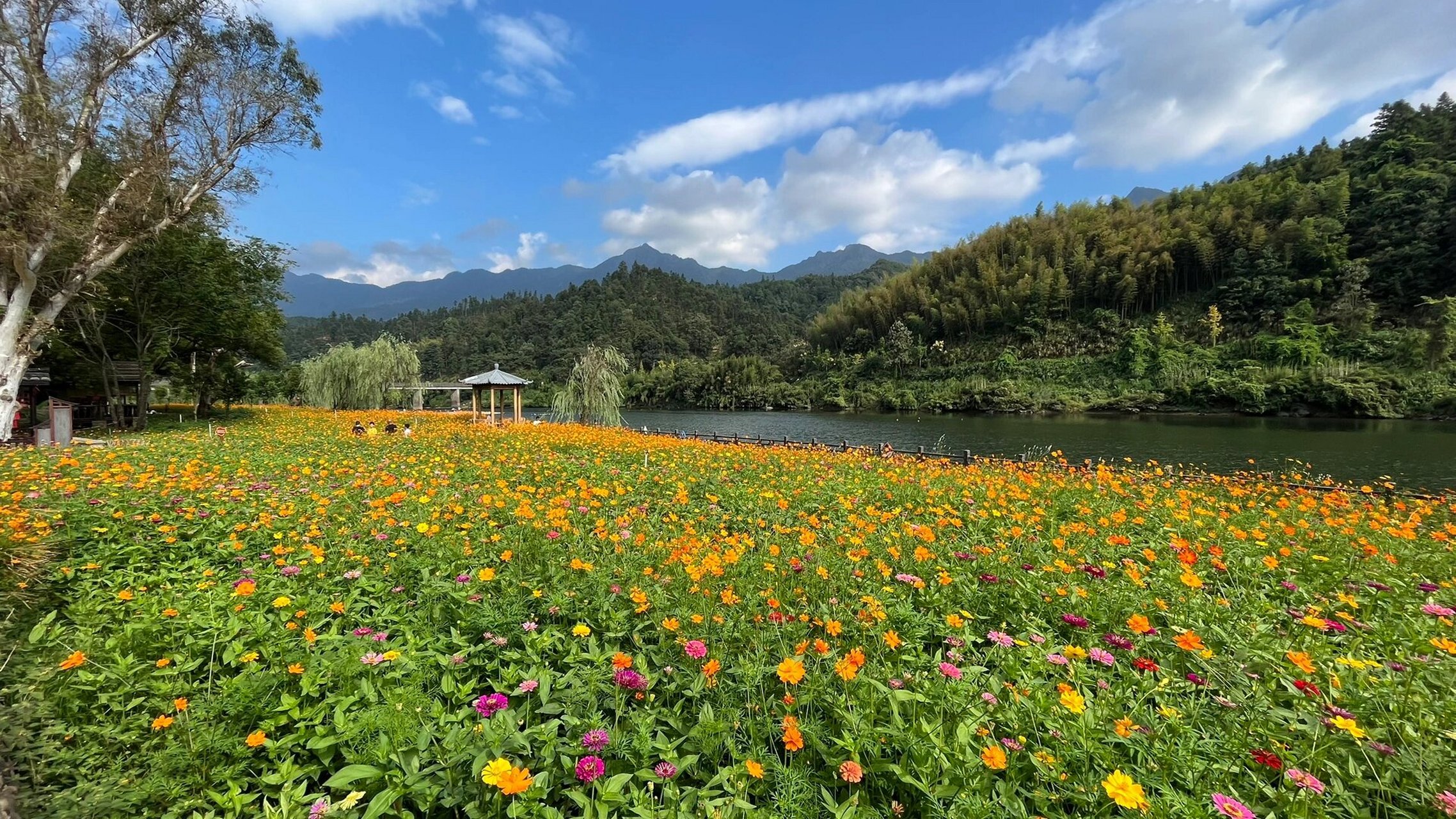 松溪梅口图片