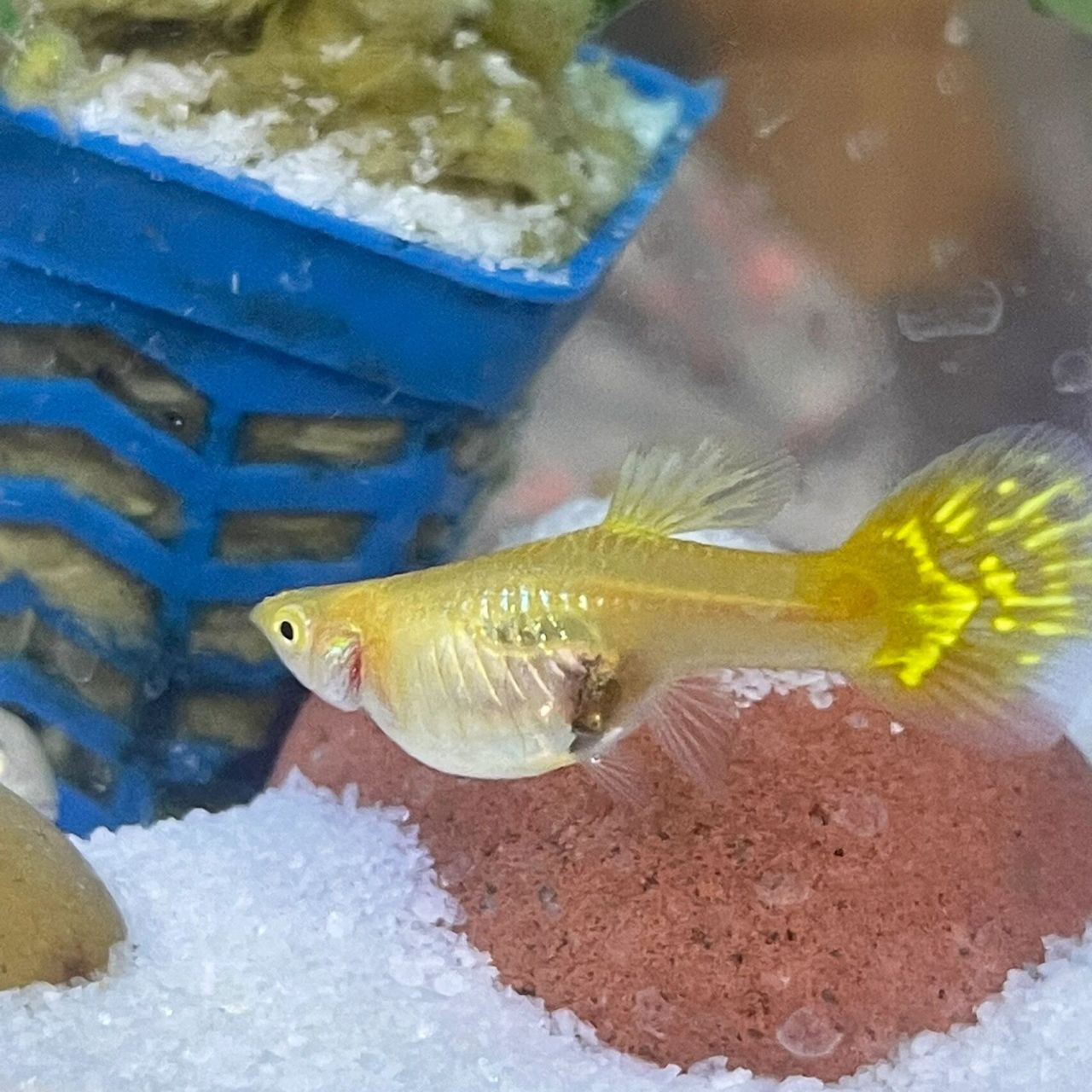 怀孕孔雀鱼肚子这样是快生了么 第一张图能看到小鱼眼睛了家人们你们