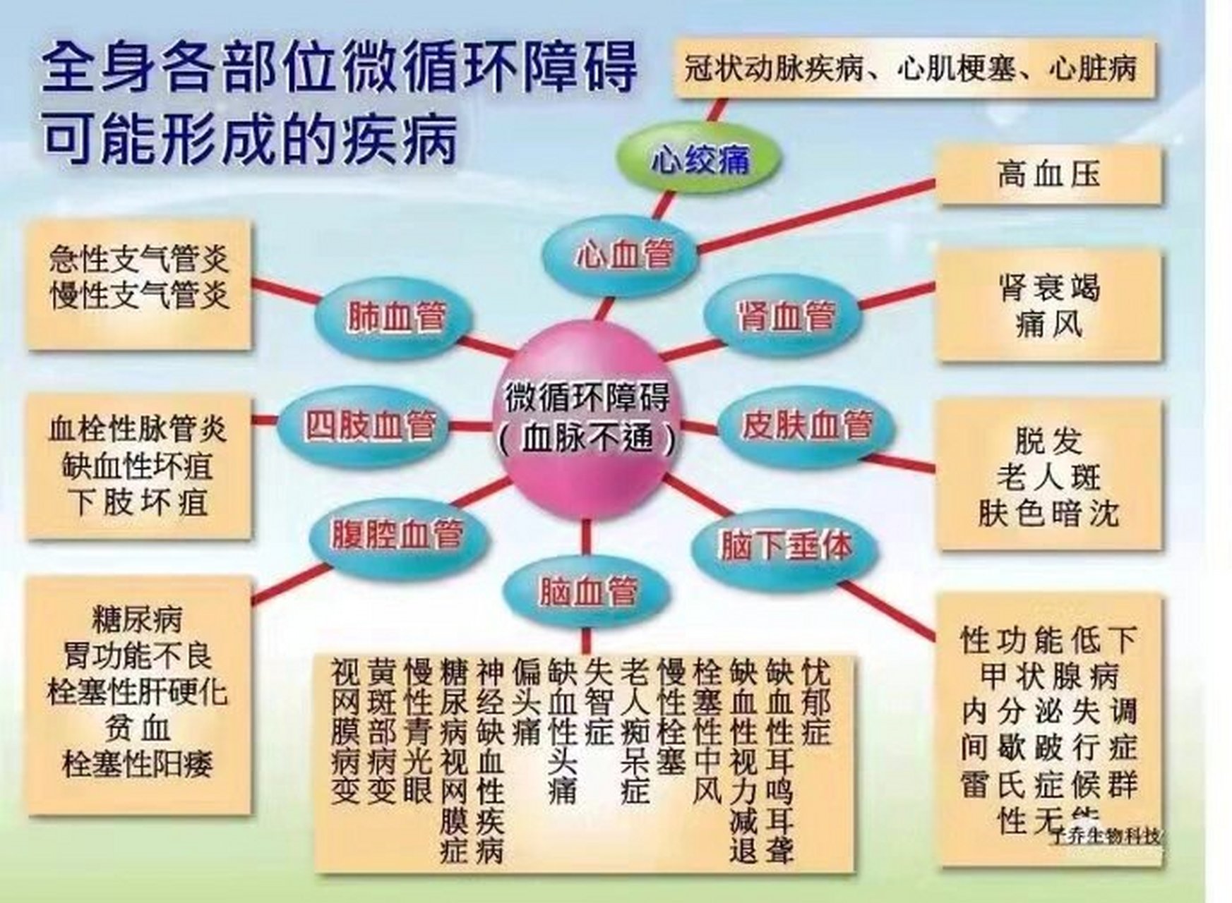 如何促进血液循环?