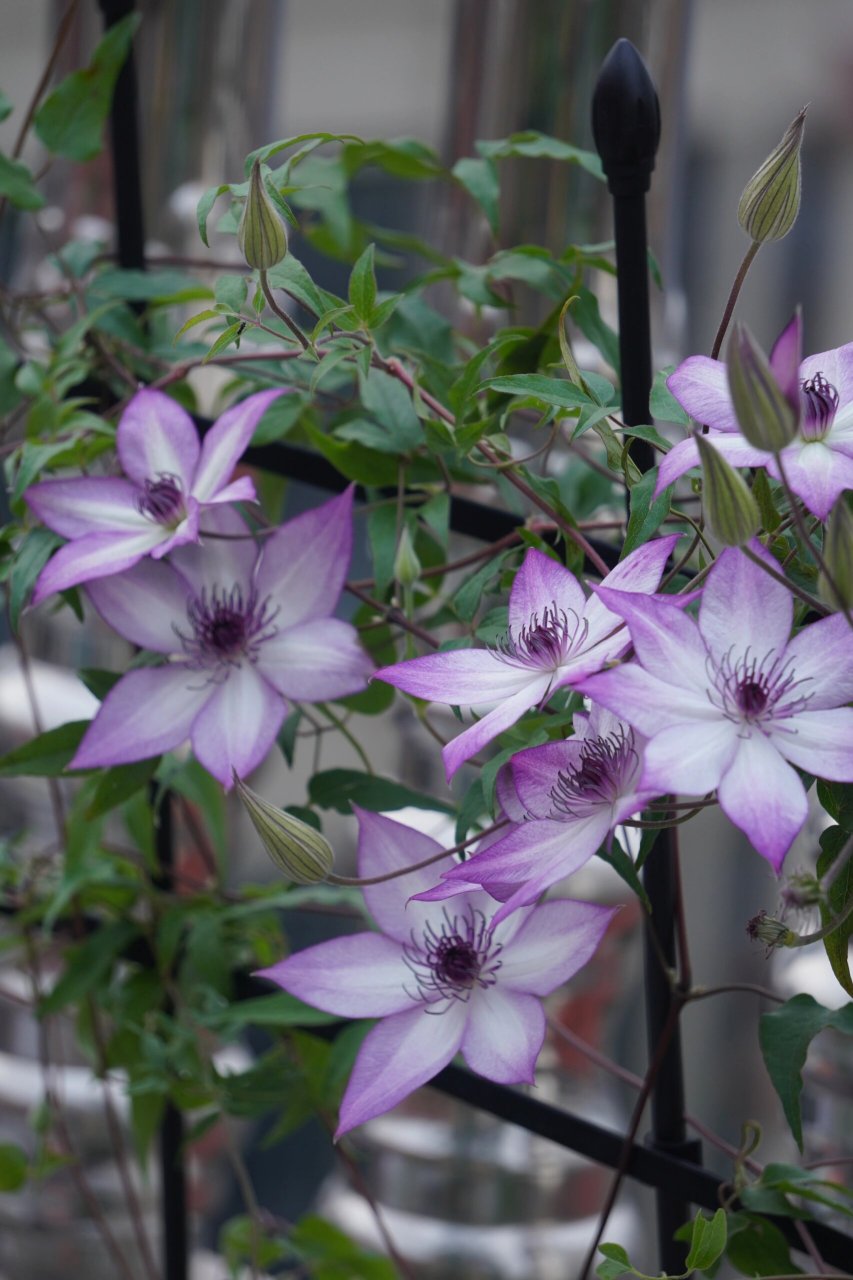 铁线莲"乌托邦"好爱开花,养它!