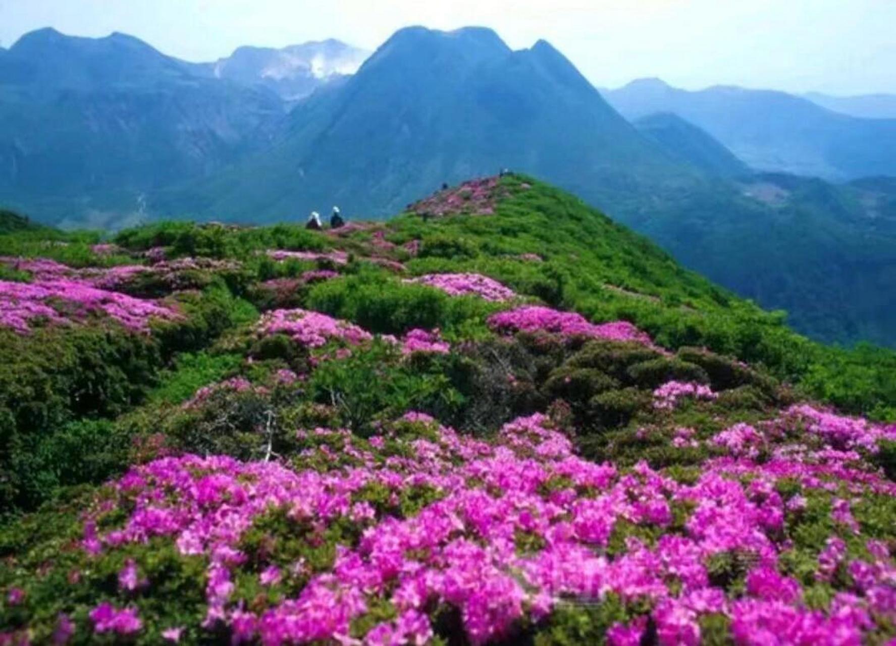 91最推荐: 进入四月下旬, 金佛山 杜鹃花正值花期,60多万株高山杜鹃