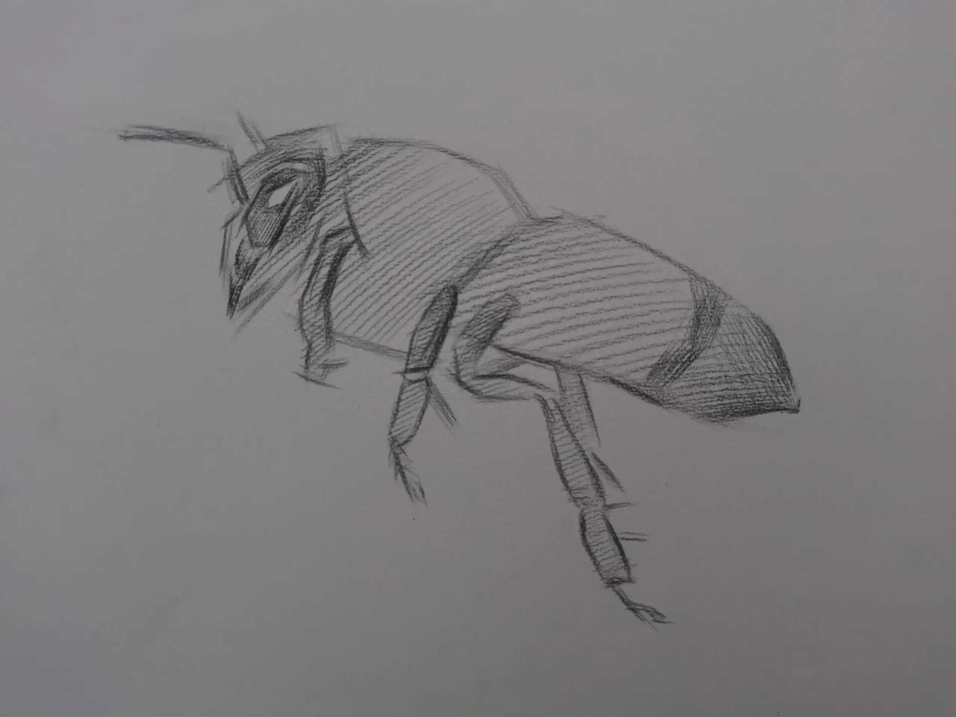 素描蜜蜂步骤过程