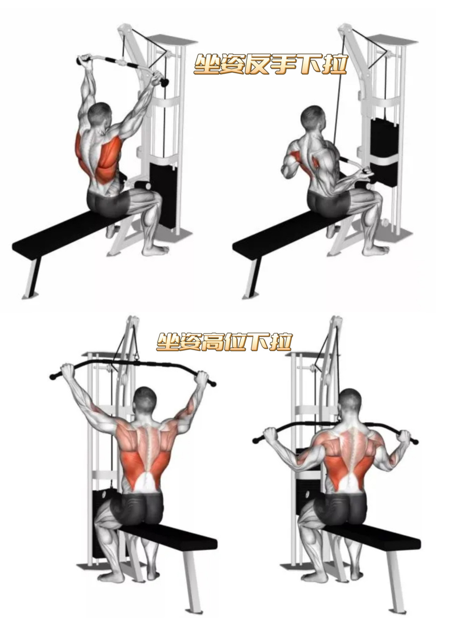 健身房 背部训练器械 针对小白新手 训练器械讲解 (背部训练) 训练前