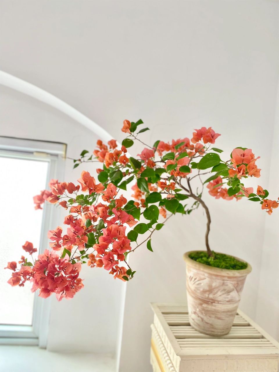 三角梅暗斑夕阳红,勤花不爱长个子