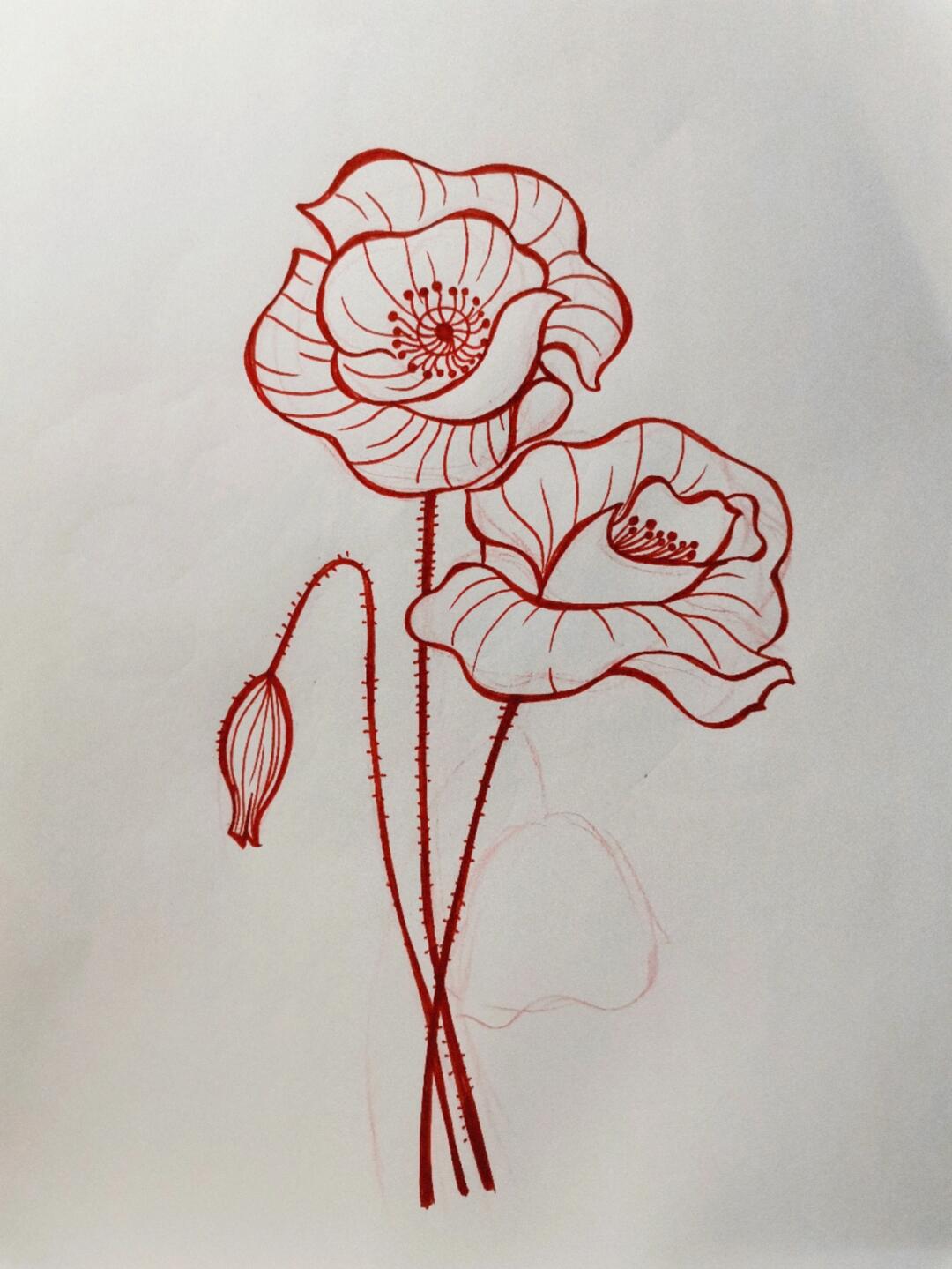 虞美人绘画步骤图