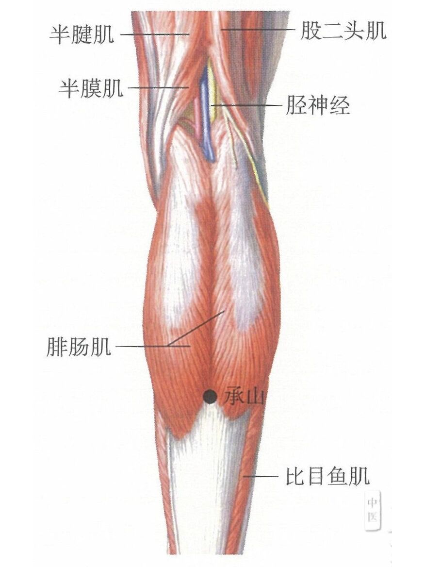 一天记一个穴位—承山 承山穴,属足太阳膀胱经.治痔疾的要穴.
