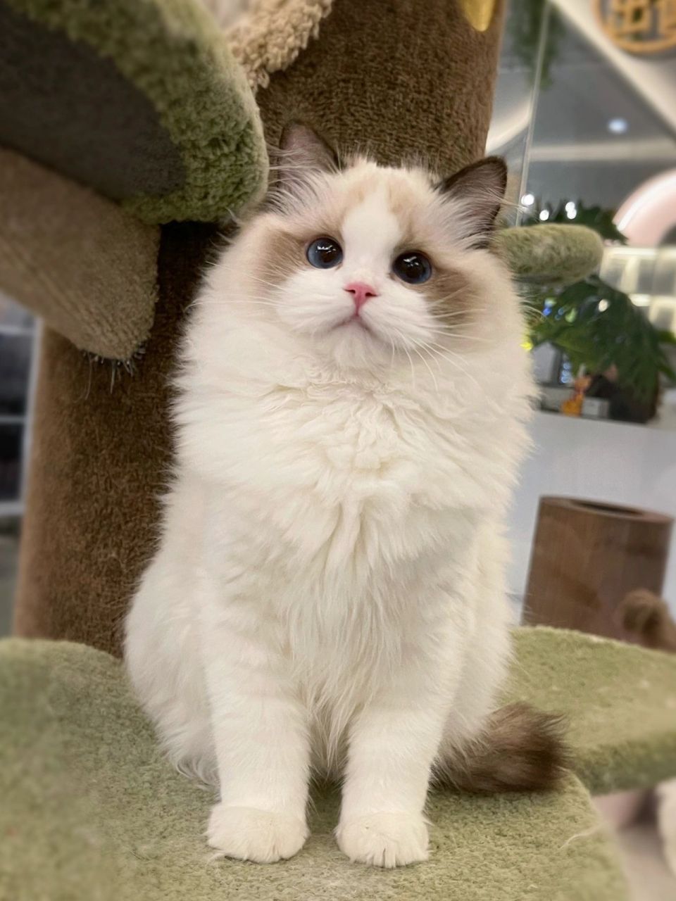 海双布偶猫 颜色分明梦中情猫 圆圆的嘴套 甜美脸 满耳满背 没有色块