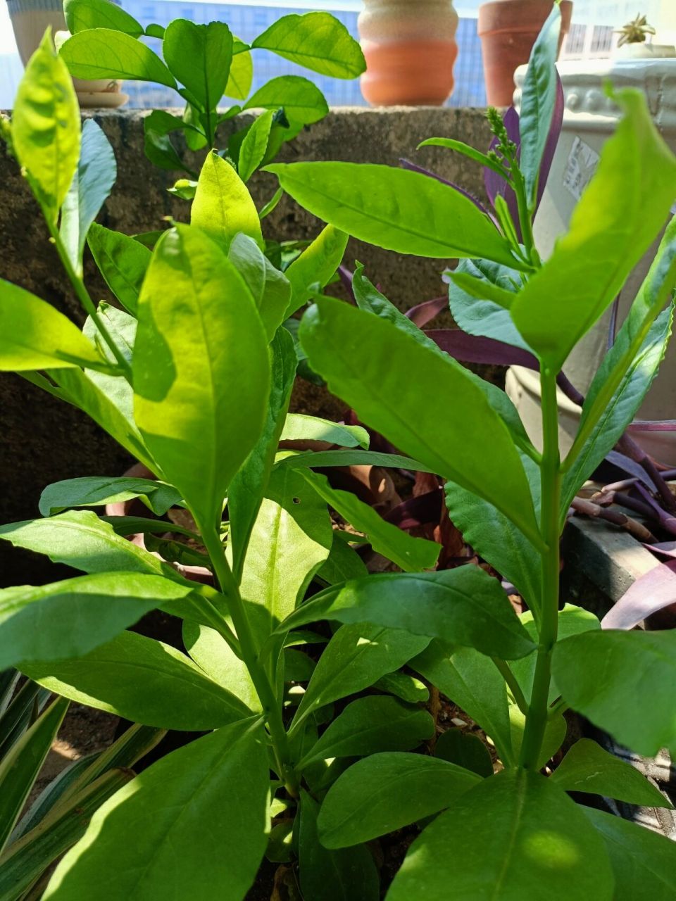 土人参 花盆里长的 这种人参有的地方很多 路边,菜地里,乡下瓦房子上