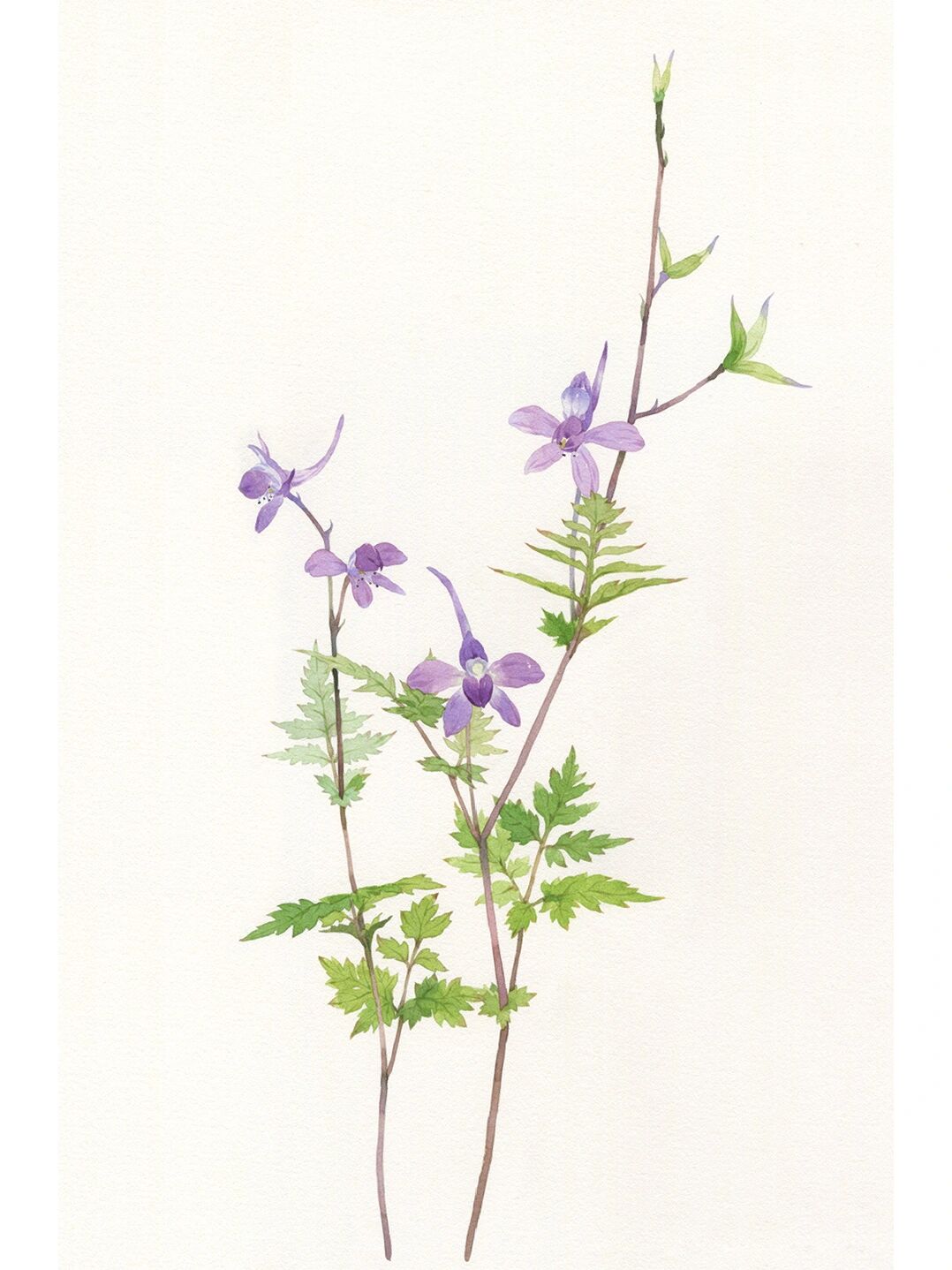 水彩手绘|野花集 还亮草 也叫飞燕草,它的形状真的很像飞燕,第一次见