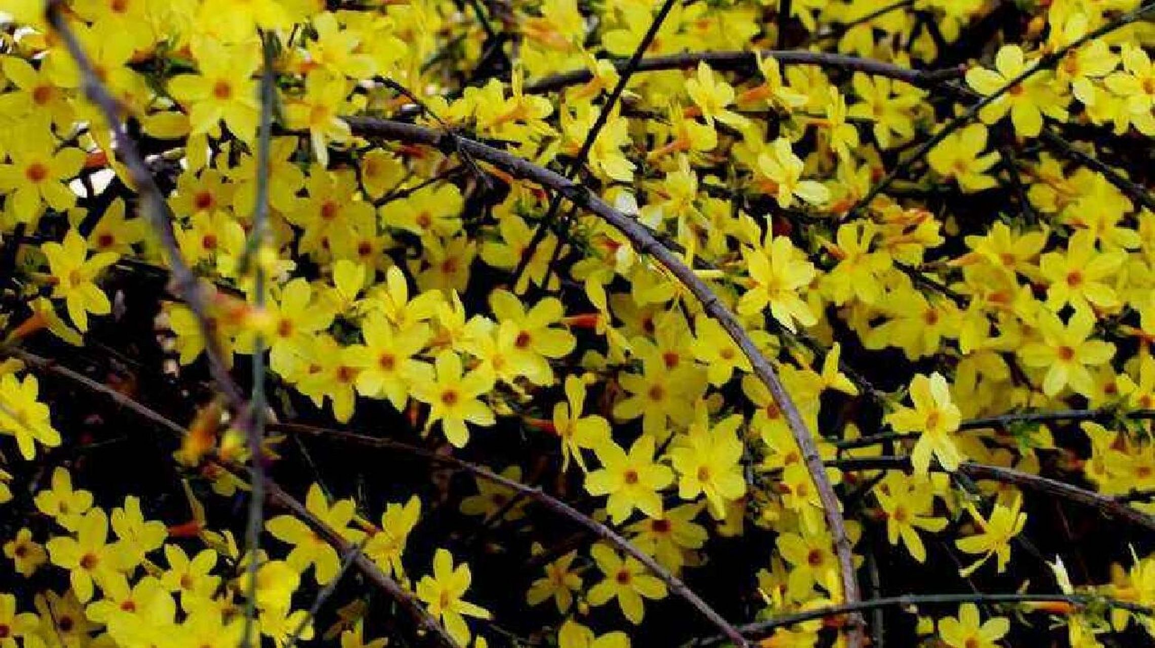 迎春花,别名:小黄花,黄梅,清明花 迎春花落叶灌木丛生.