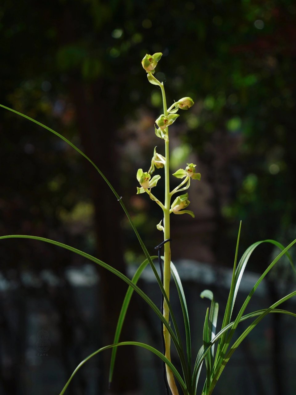 赏蕙·海归蜂巧 心仪十年,终得亲见其容 蕙之风雅,飘门水仙尤最 绿蕙
