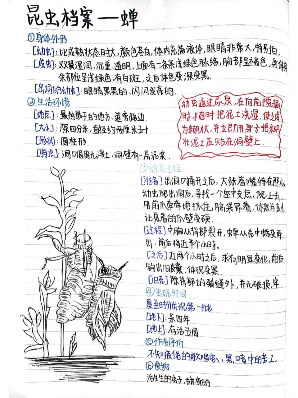 昆虫档案—蝉 78昆虫记的档案来了,今天是蝉哈 7315