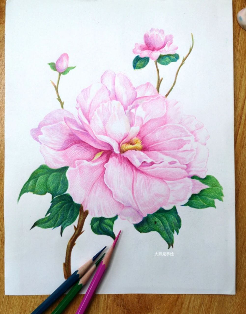 彩铅||超详细《牡丹花》含线稿与铺色基础分