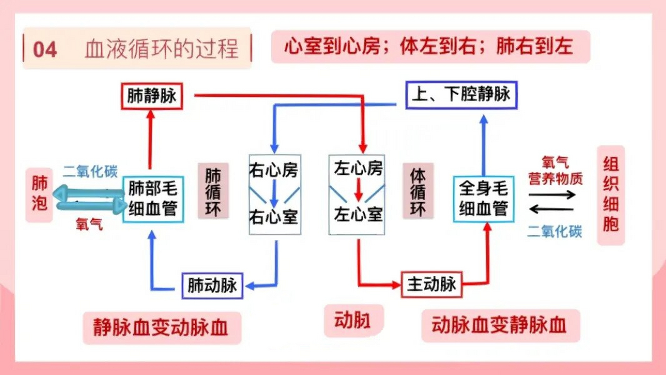 心脏的血液循环流程图图片