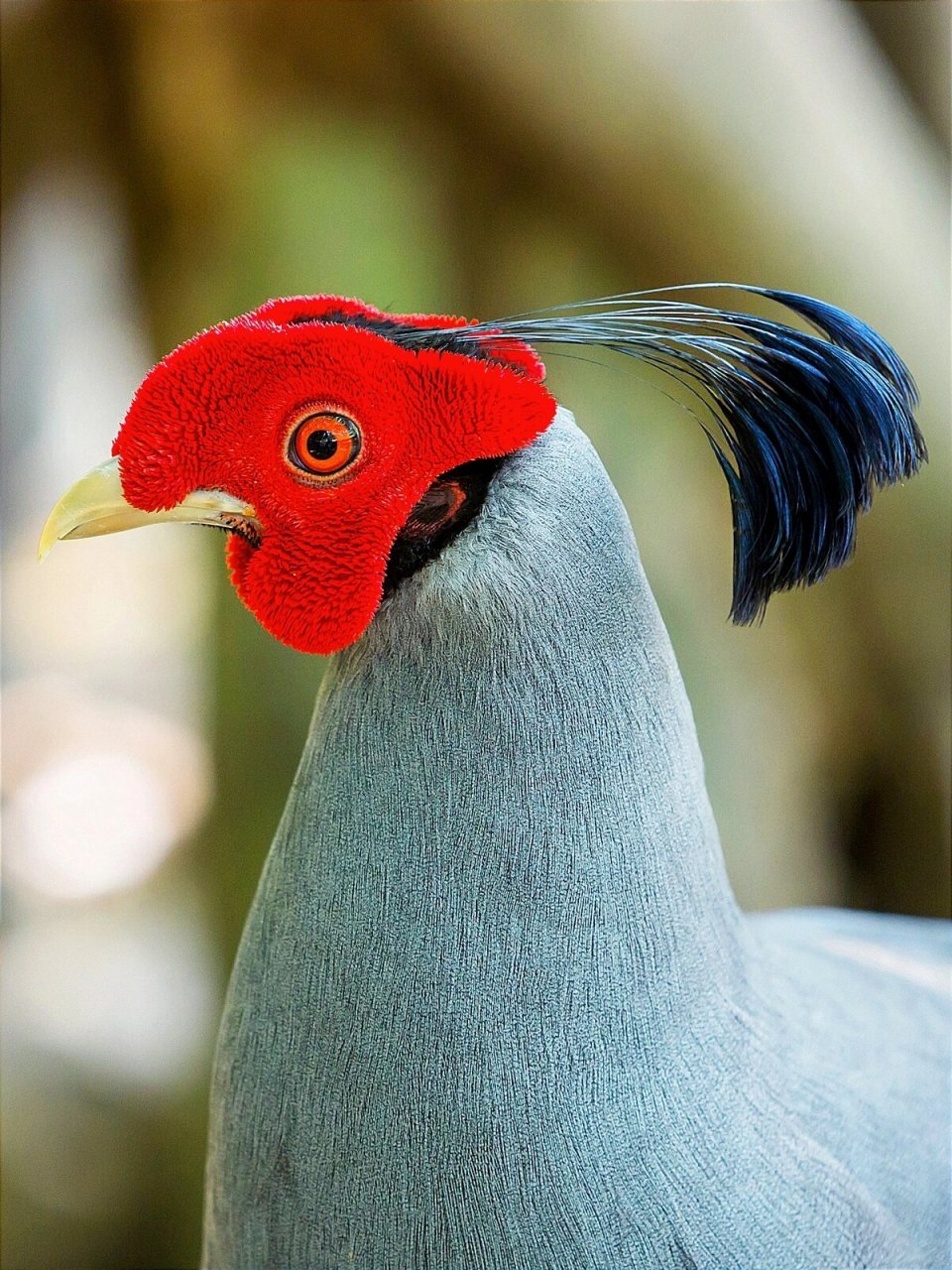 动物系列写生素材 | 封神近距热带鸟类发型