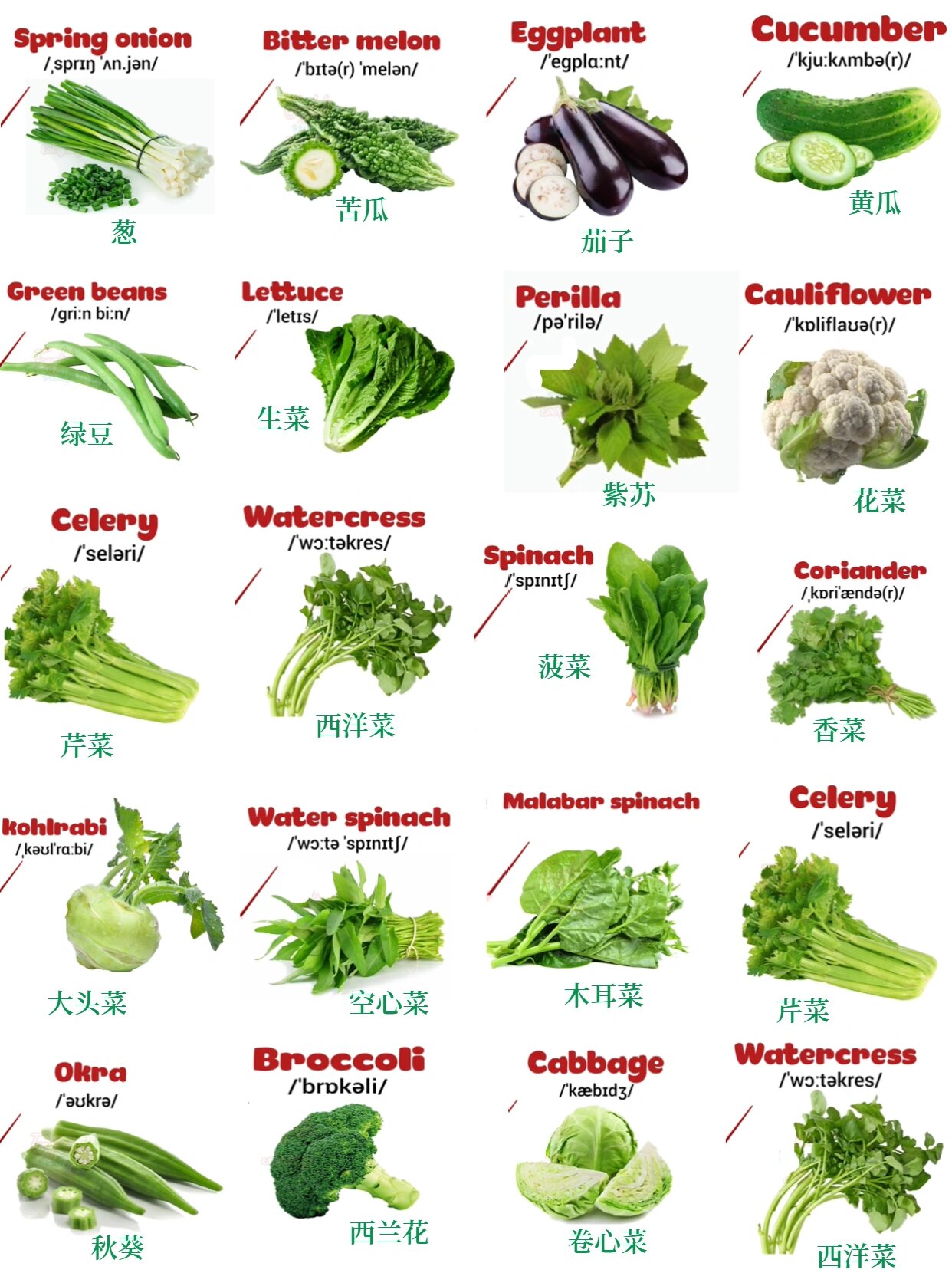 英语单词:蔬菜大全spring onion葱b