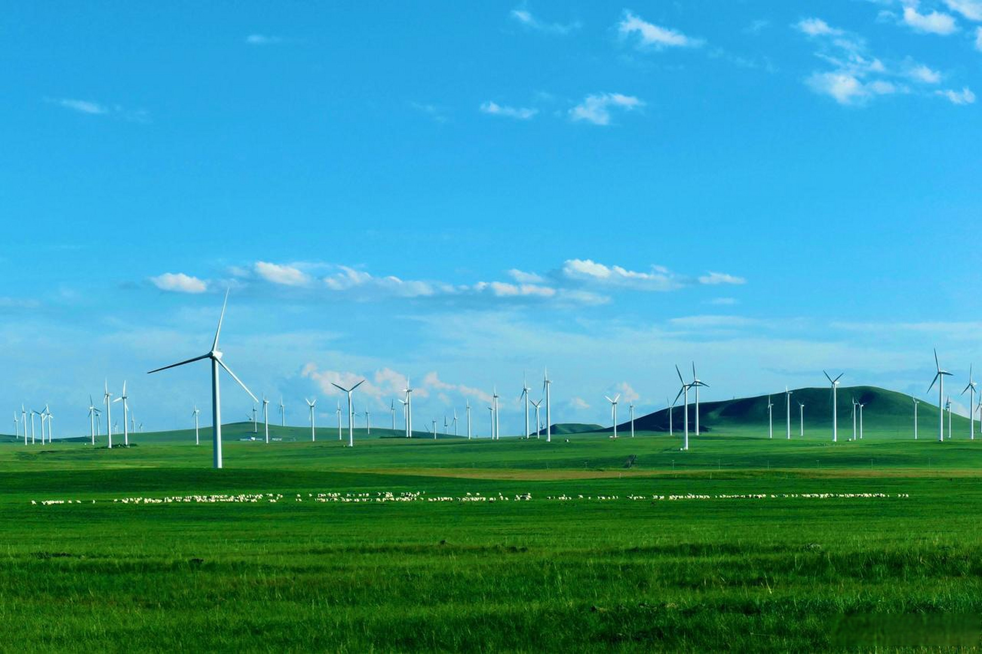 内蒙,锡林郭勒草原的深处,牛儿马儿慢游,皎白的羊群悠闲地吃着青草