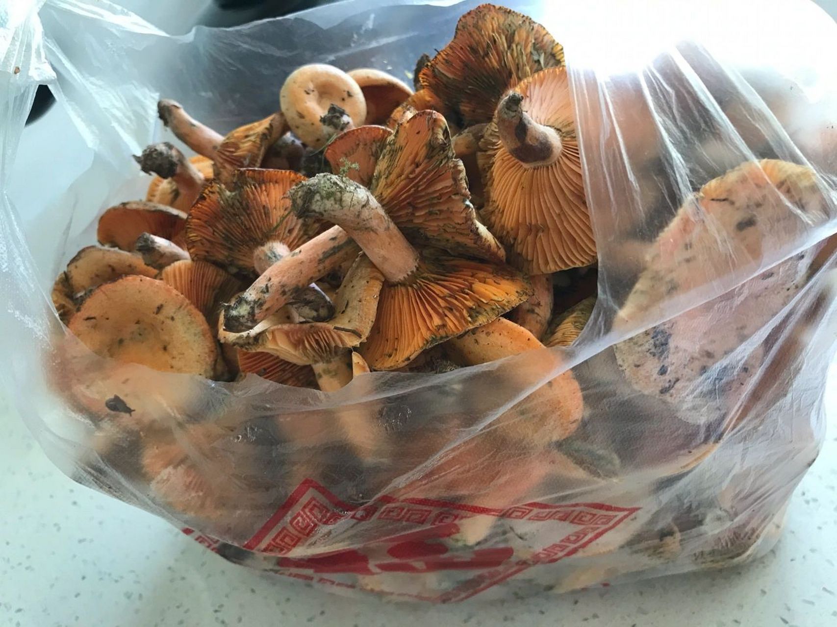 枞菌吃不完怎么保存?