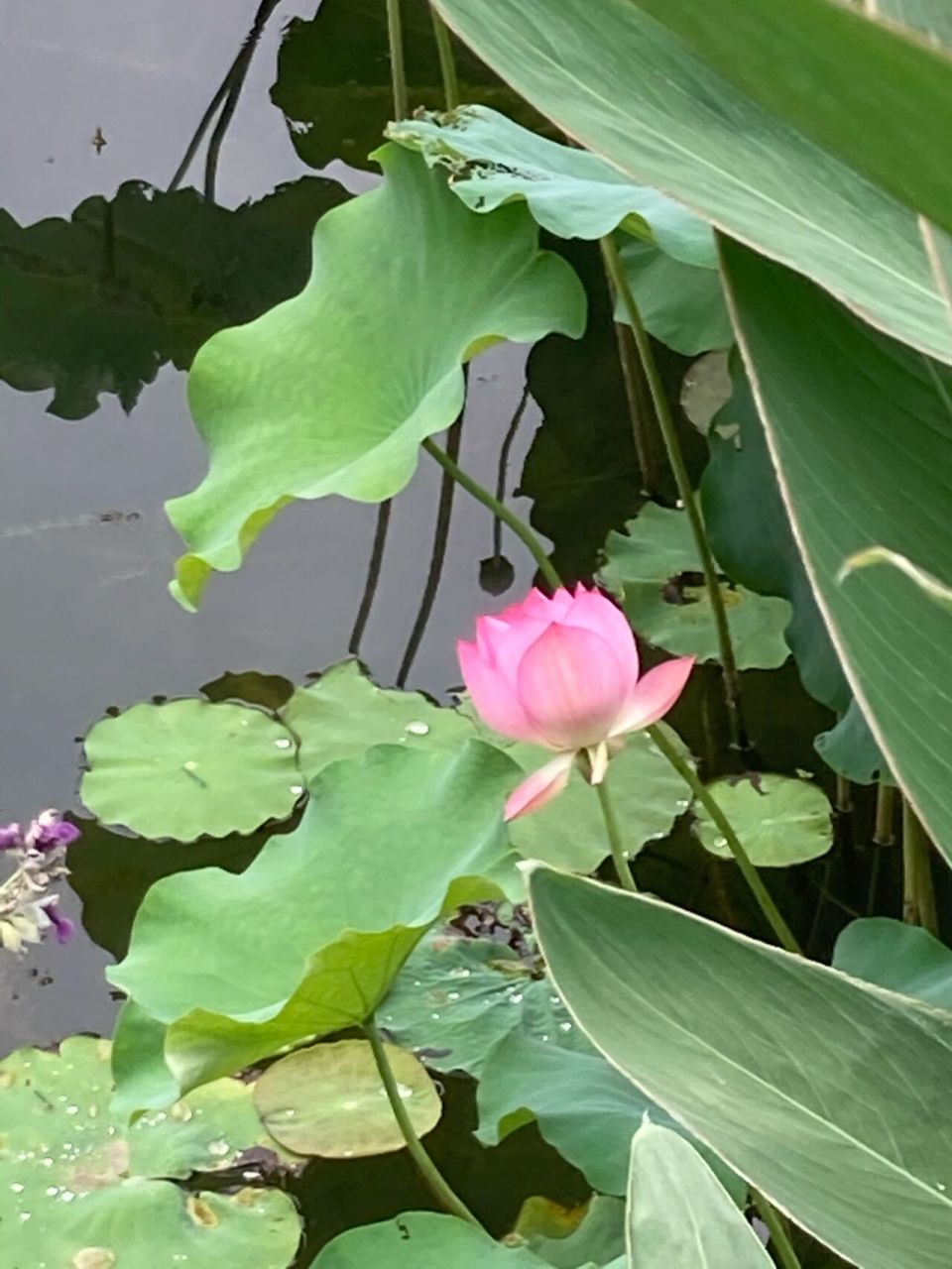 常德荷花公园 地址位于柳叶湖旁边的荷花公园,现在正是荷花盛开的时候