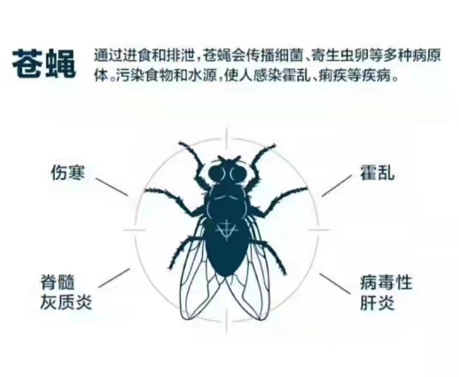 苍蝇的习性与危害 了解苍蝇生物习性与危害 交配 苍蝇具有一次交配可