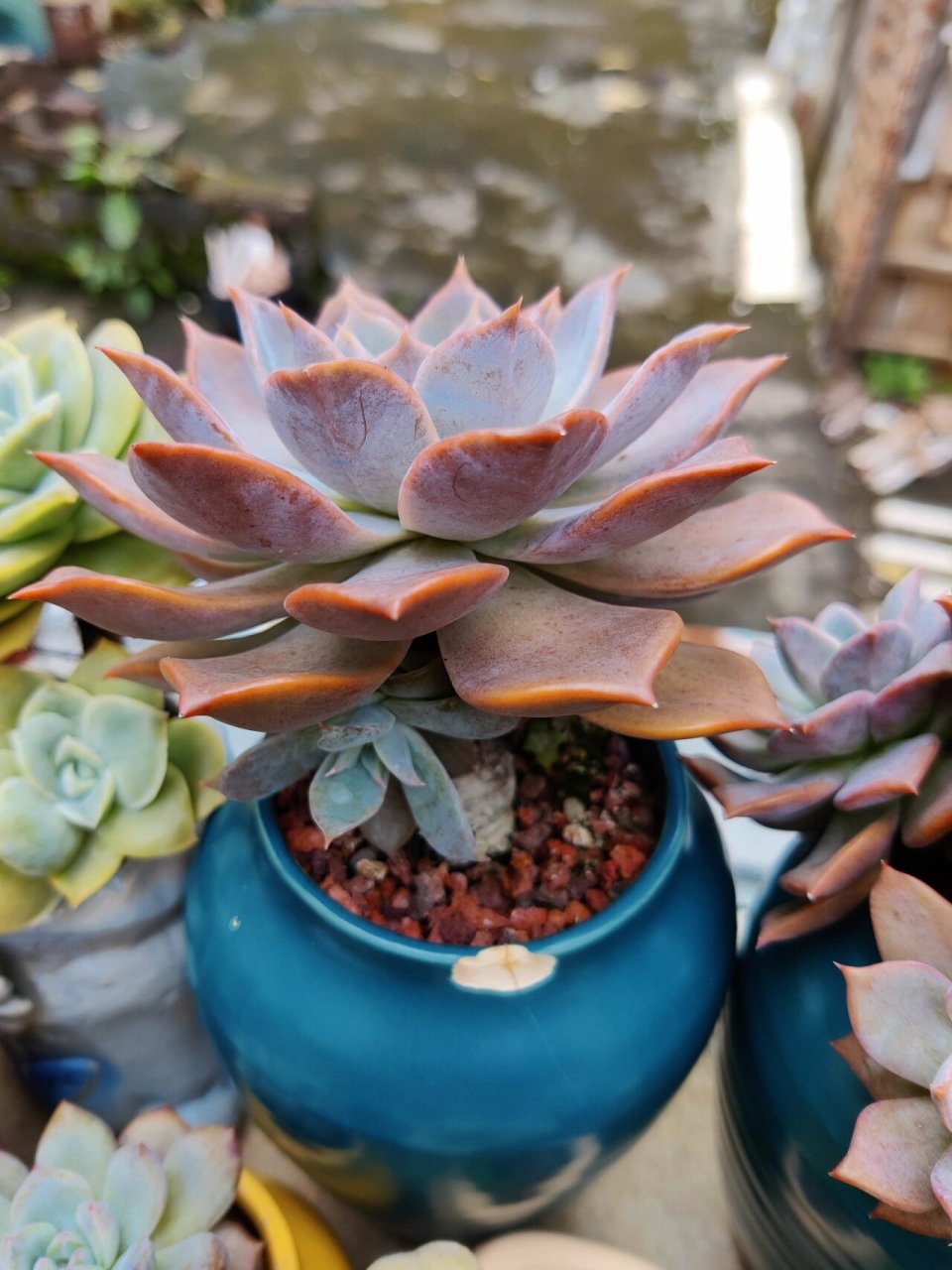 强烈推荐的一款多肉 露西娜露西娜露西娜,小苗不起眼,养个3年5年成