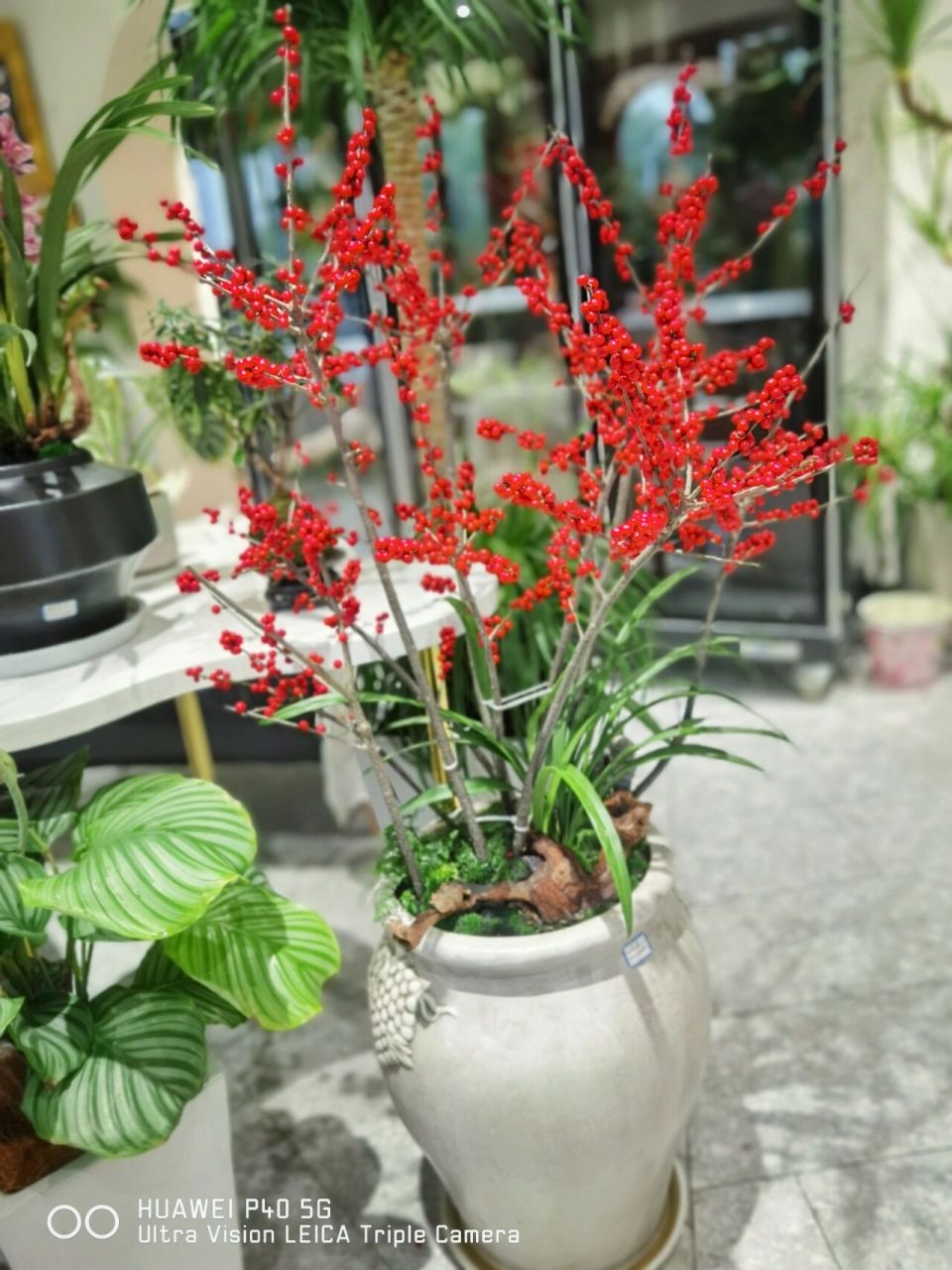 种花手扎:轮生冬青(北美冬青)养护 轮生冬青 67一款来自北美的