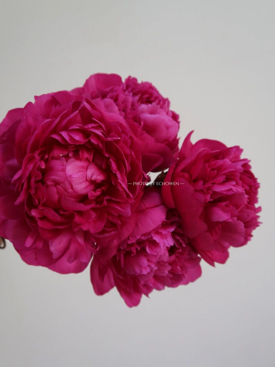 芍药 红富士 花头不大的一款,颜色偏暗(我很喜欢).