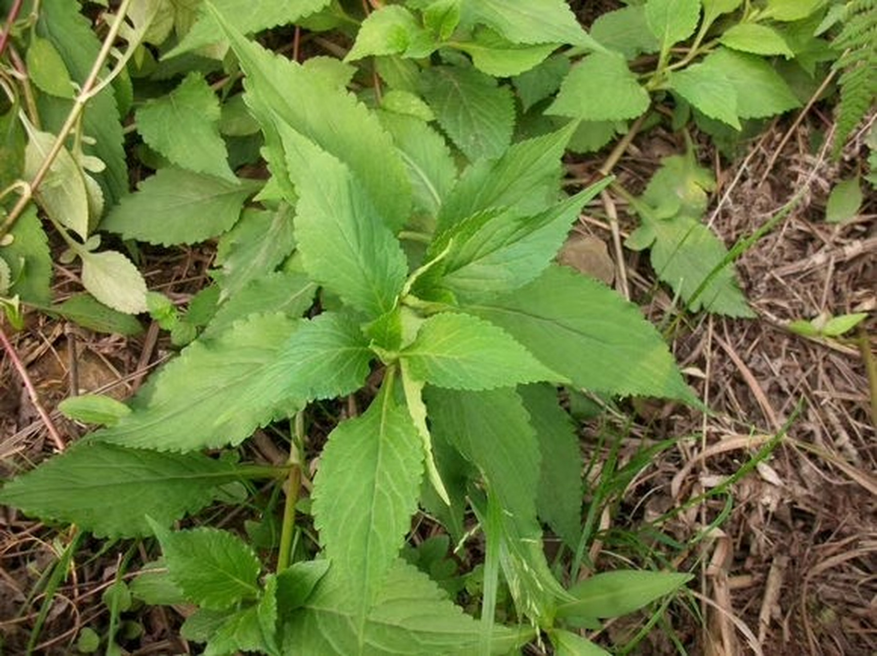 野菜-苦菜 少年时经常和妈妈上山采摘,炒肉吃特别好吃.