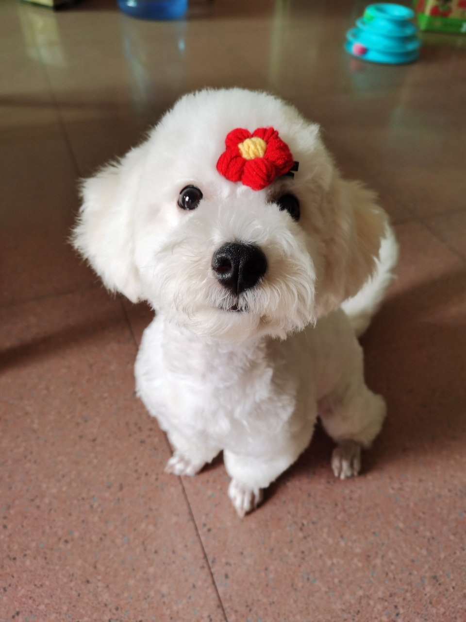 一只不纯的小比熊