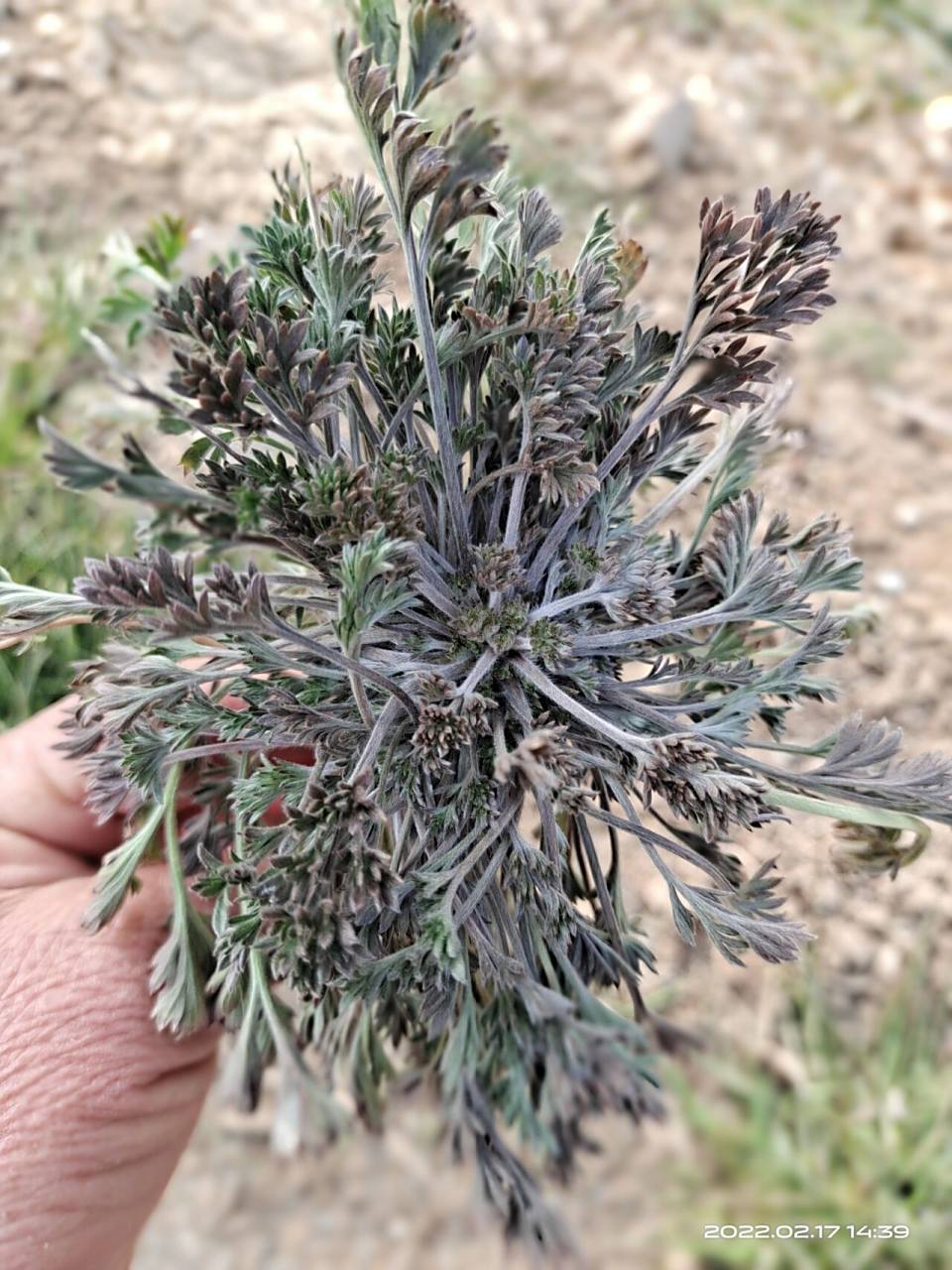 治遍身风痒,生疥疮,茵陈不计多少,煮浓汁洗患处