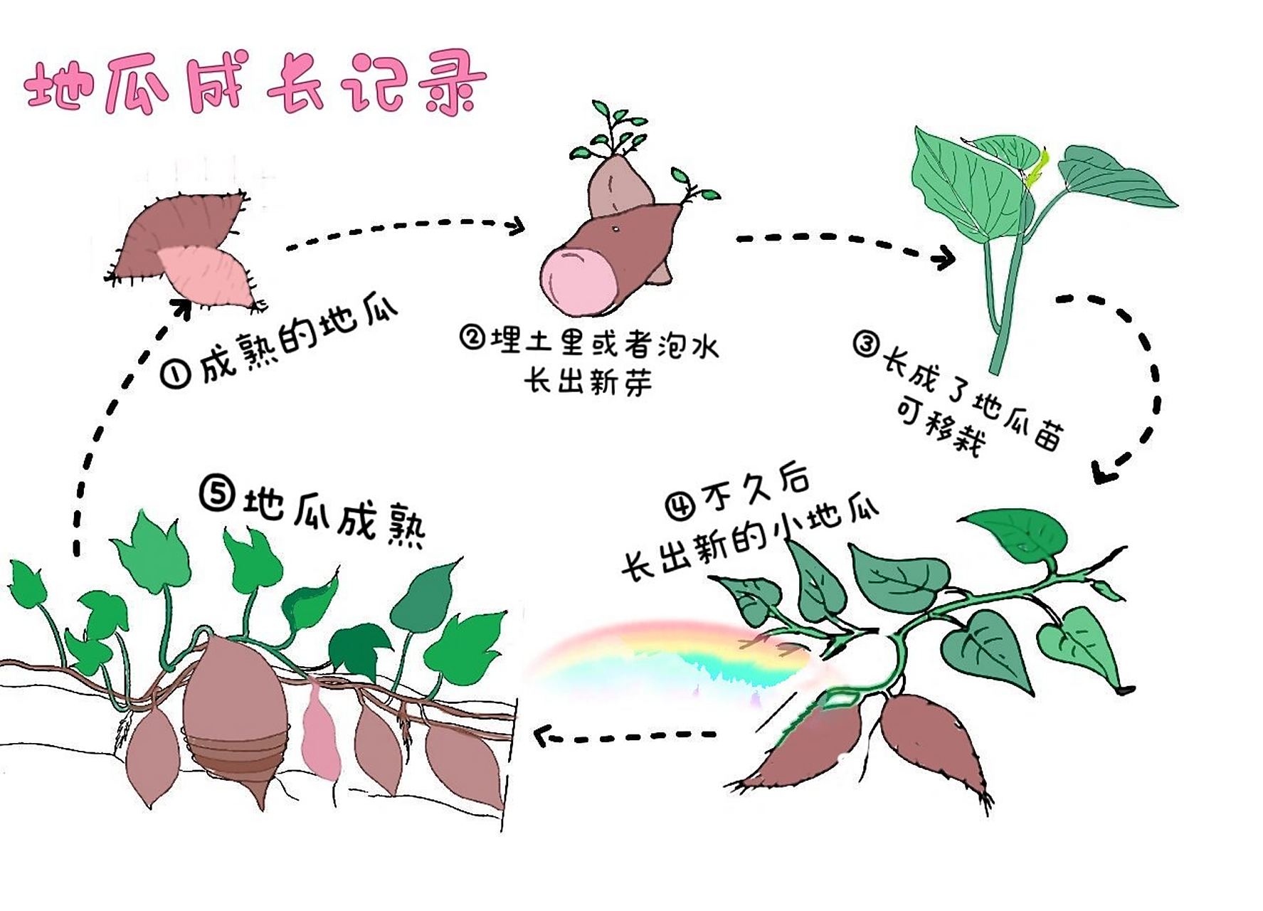 地瓜成长记录(附线稿,可打印) 红薯,地瓜成长观察手抄报,植物成长过程